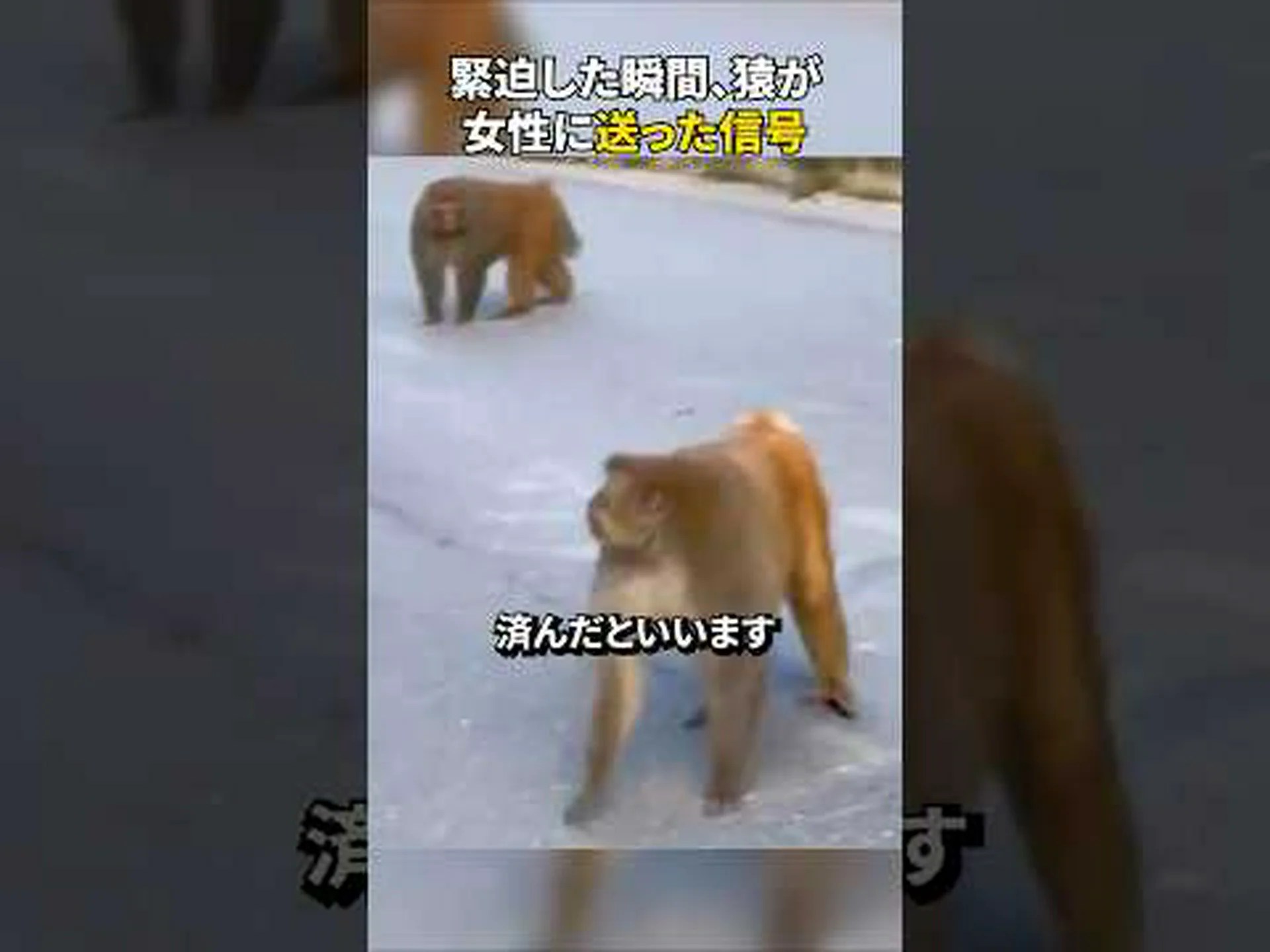 信号はお互いの突き刺しを防ぎます 信号はお互いの突き刺しを防ぎます