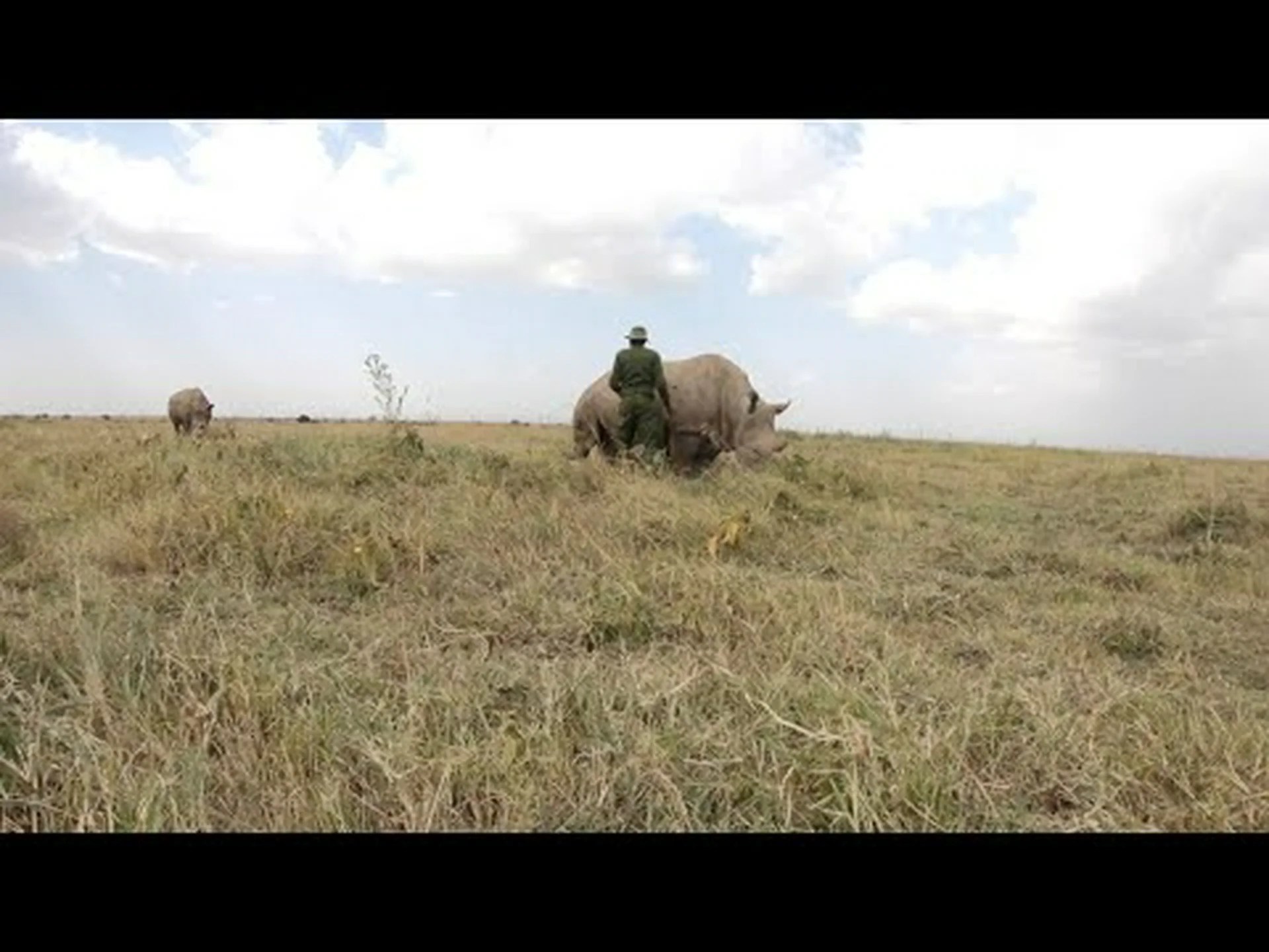 キタシロサイ:ナジンが引退 キタシロサイ:ナジンが引退