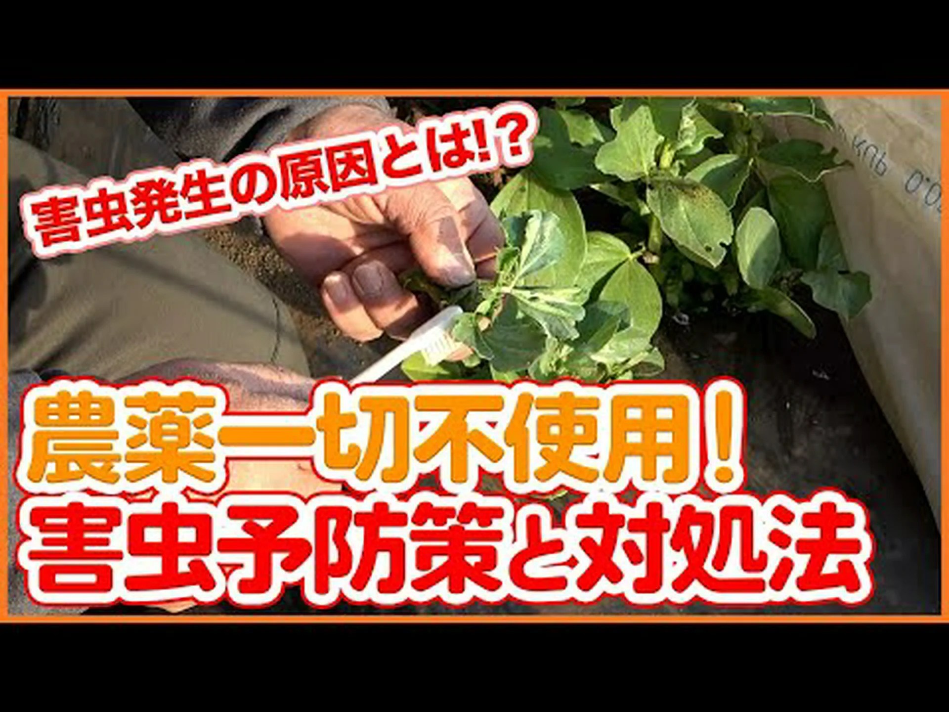 自然保護区の昆虫にも農薬汚染 自然保護区の昆虫にも農薬汚染