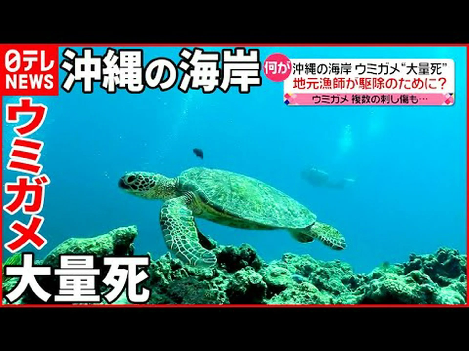 100万匹のウミガメがインド東海岸に到達 100万匹のウミガメがインド東海岸に到達