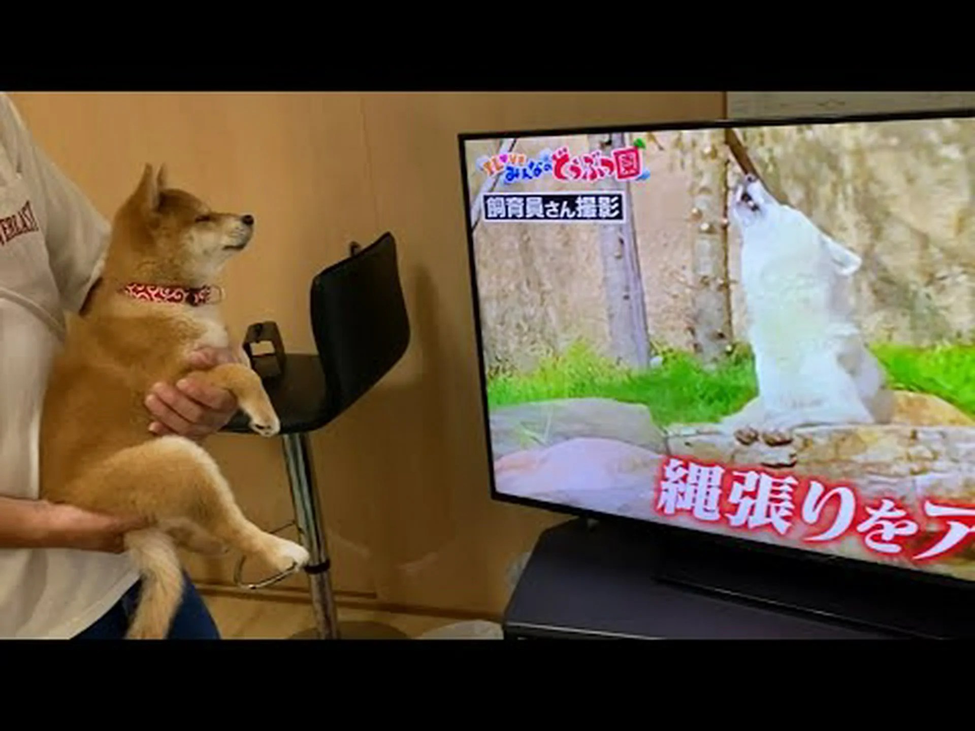 オオカミの遠吠えに対する犬の反応 オオカミの遠吠えに対する犬の反応