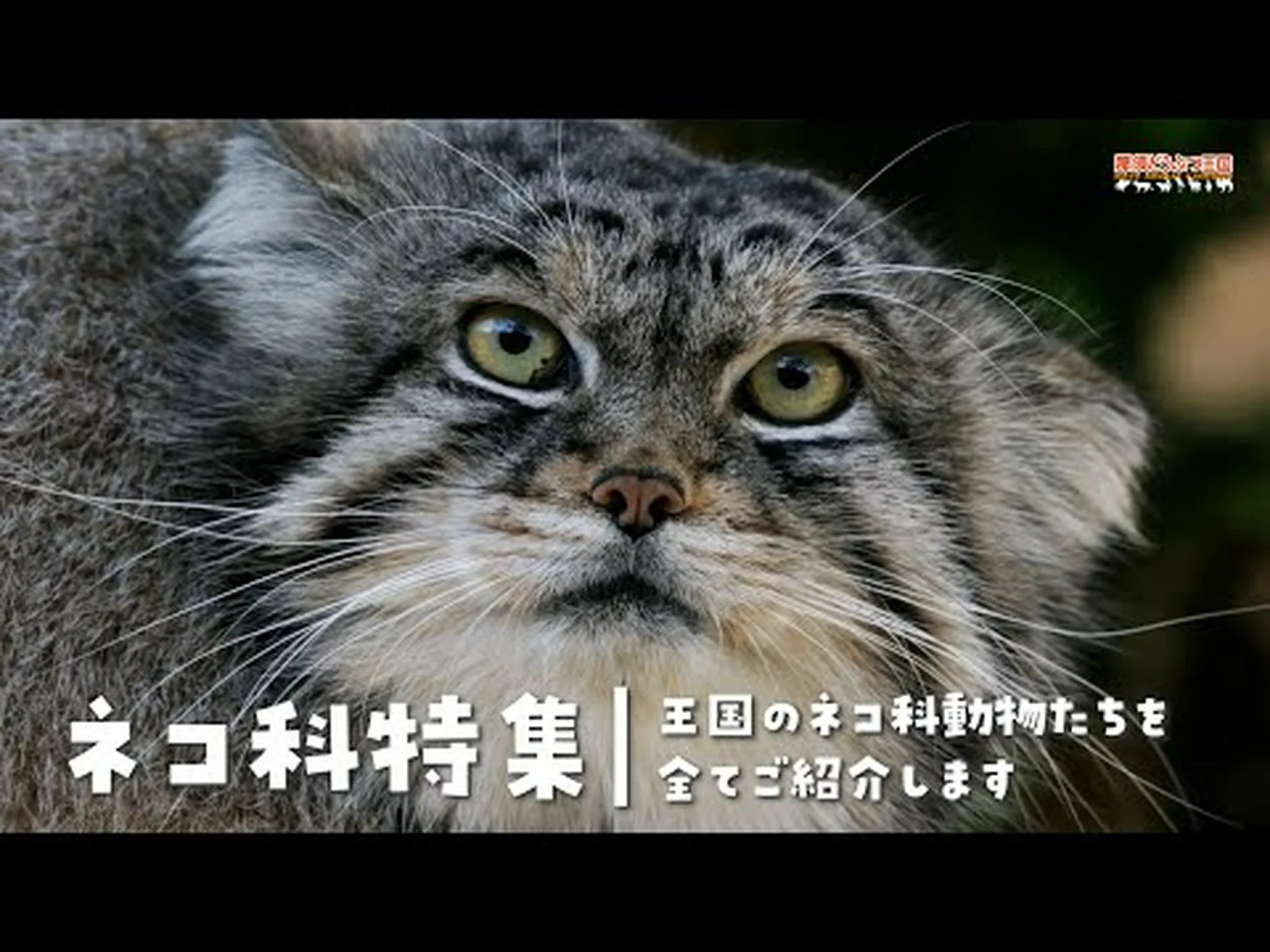 ジステンパーウイルスがヒマラヤの大型ネコ科動物を脅かす ジステンパーウイルスがヒマラヤの大型ネコ科動物を脅かす