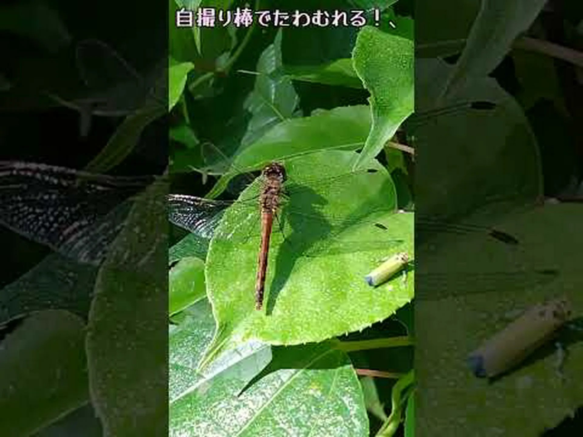 今週のビデオ: 車輪を操る昆虫 今週のビデオ: 車輪を操る昆虫