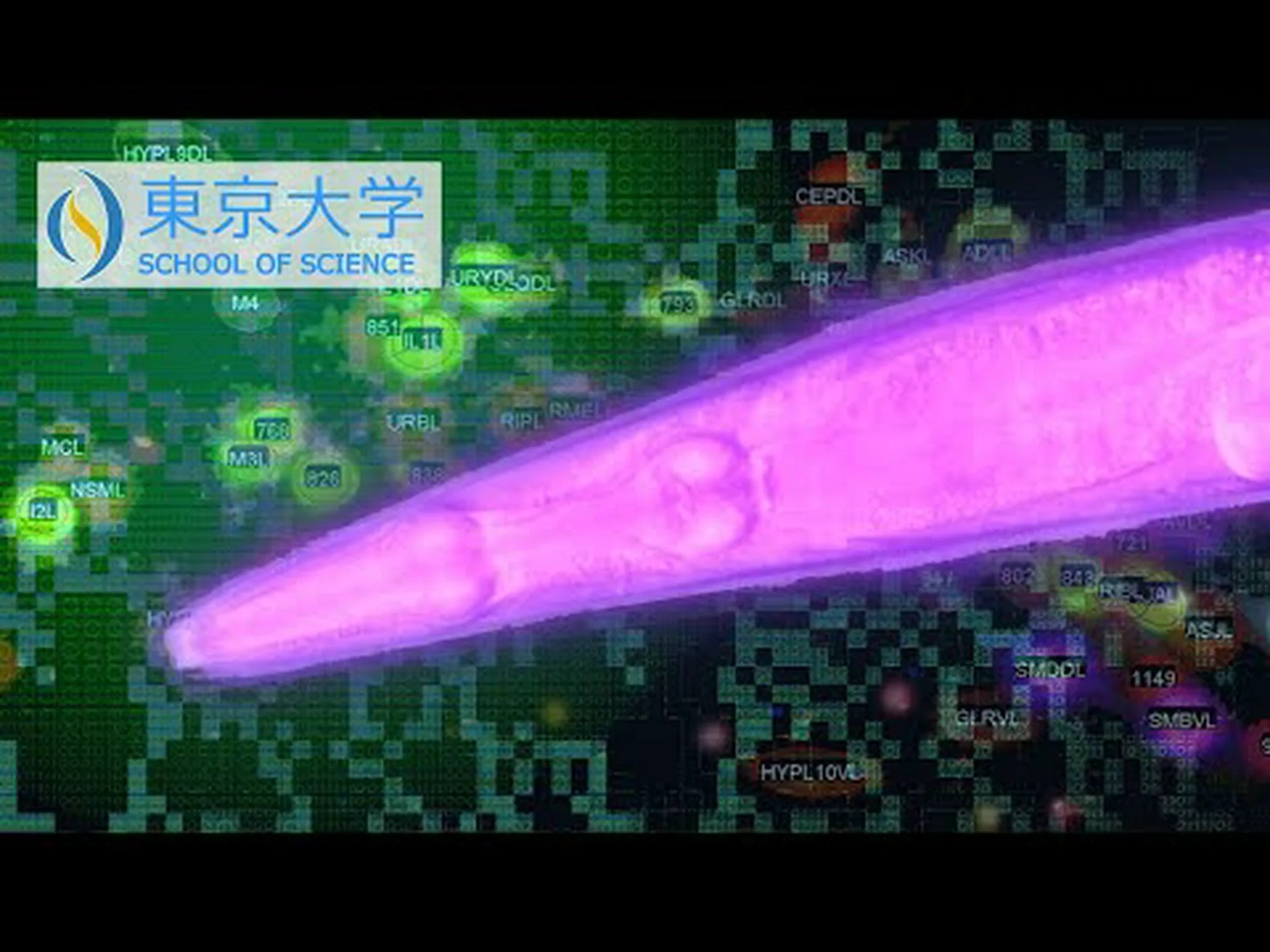 目覚めた神経細胞 目覚めた神経細胞