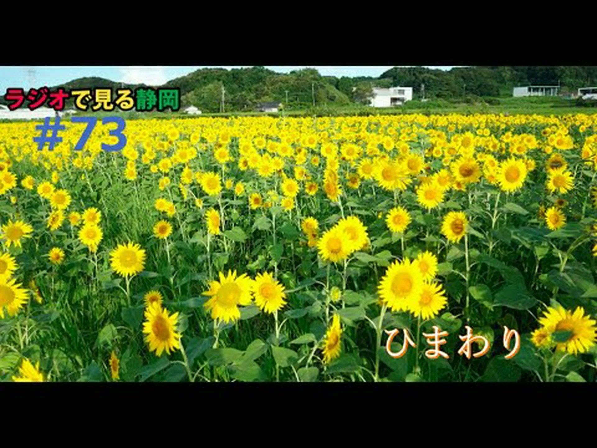 ヒマワリはどのように太陽を追いかけるのか ヒマワリはどのように太陽を追いかけるのか