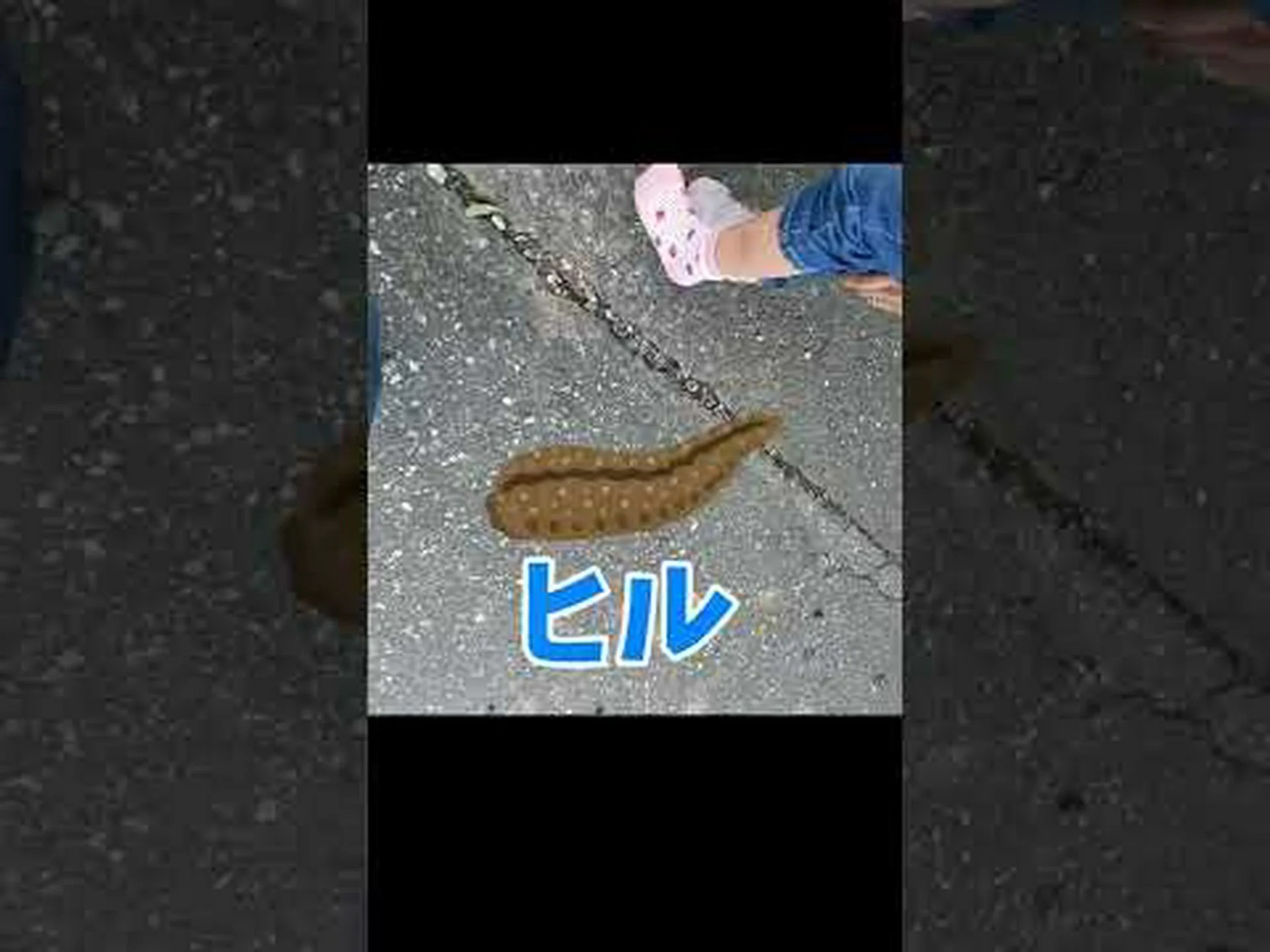 危険にさらされている蝶 危険にさらされている蝶