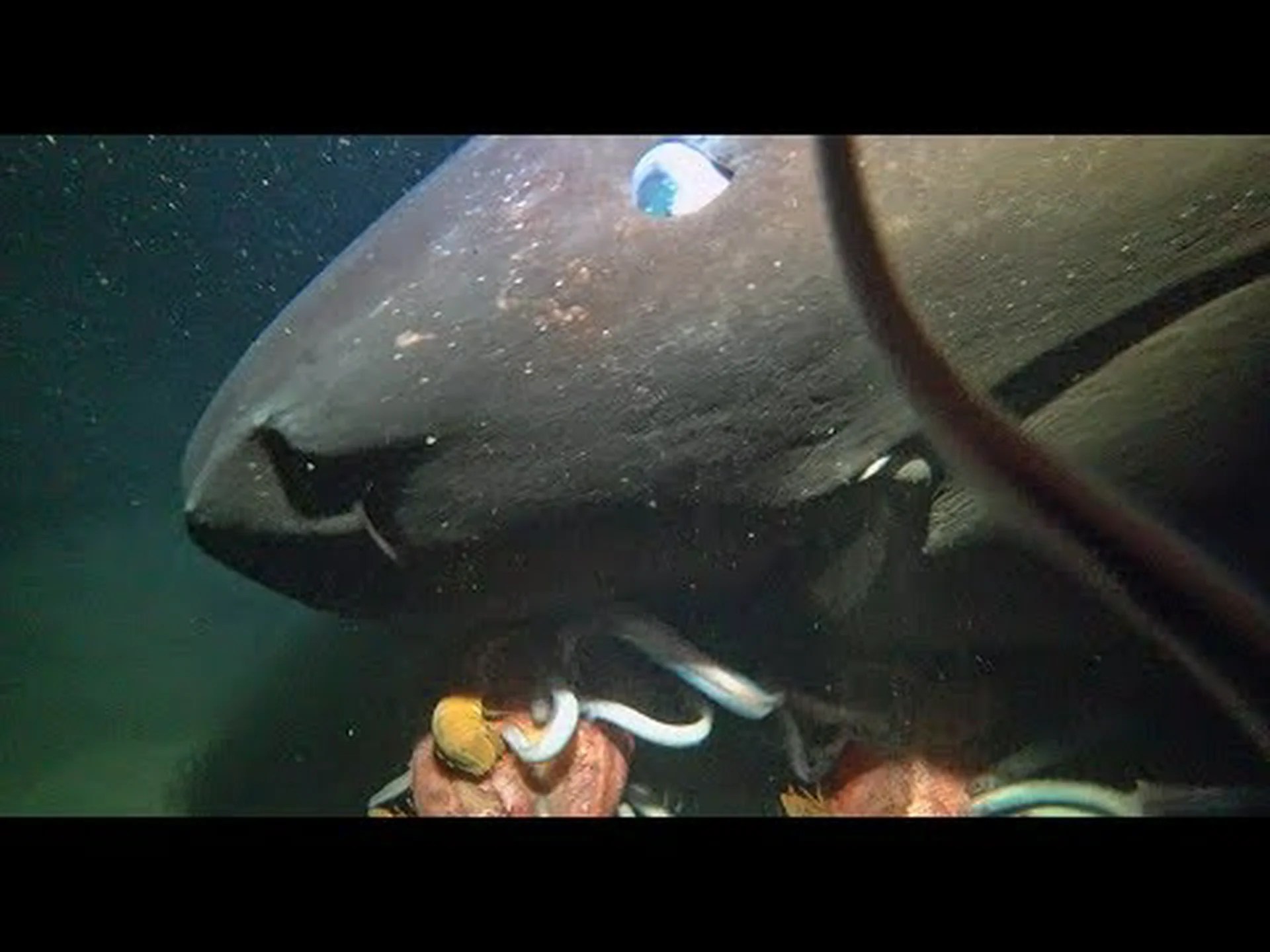 海底下に巨大な生態系が発見される 海底下に巨大な生態系が発見される