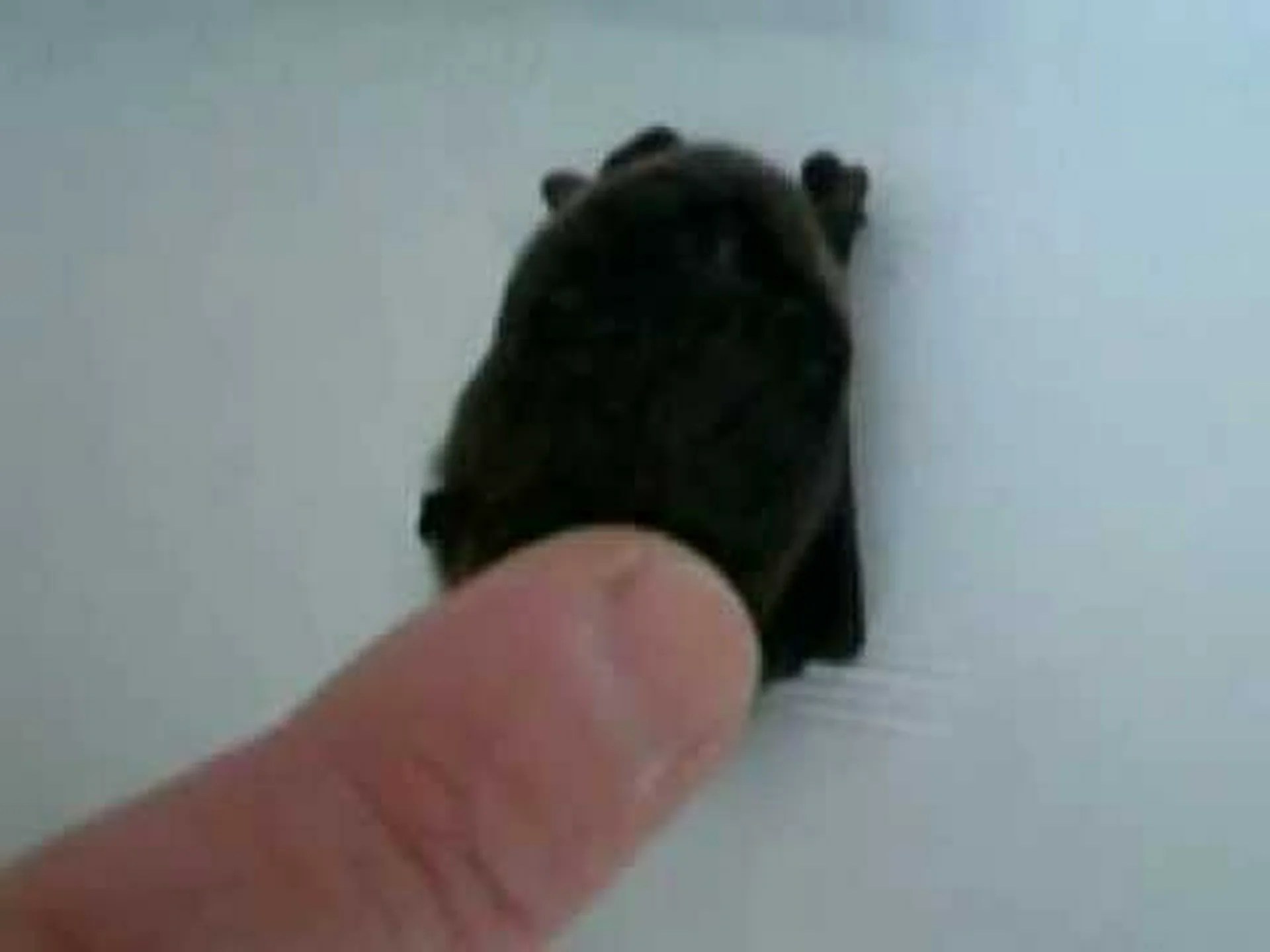 コウモリの赤ちゃん言葉 コウモリの赤ちゃん言葉