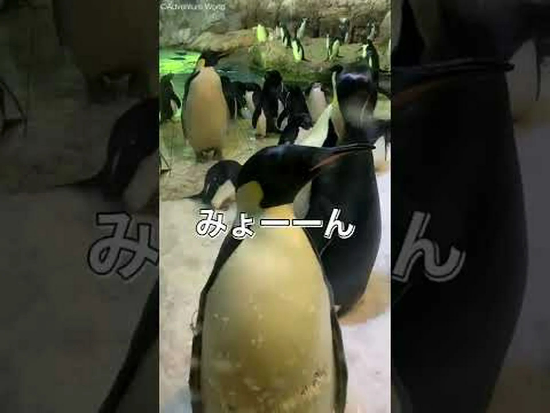 ペンギンたちの長い息 ペンギンたちの長い息