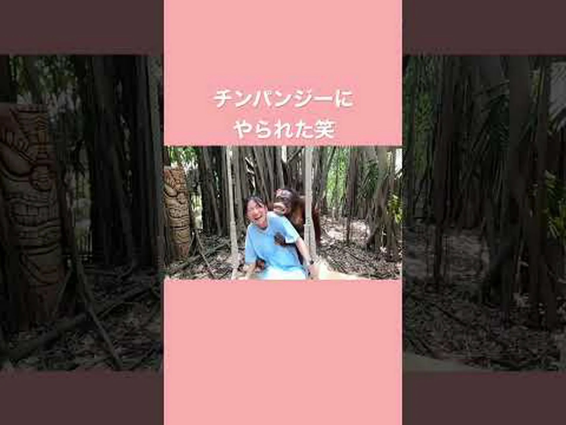 驚くほど協力的なチンパンジー 驚くほど協力的なチンパンジー