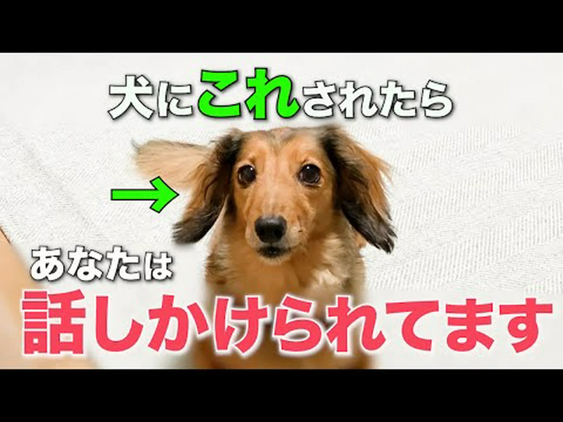 犬が見ているところ 犬が見ているところ