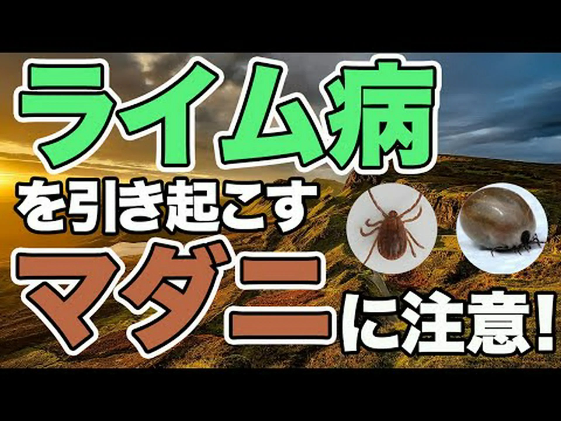 ライム病に気をつけて! ライム病に気をつけて!