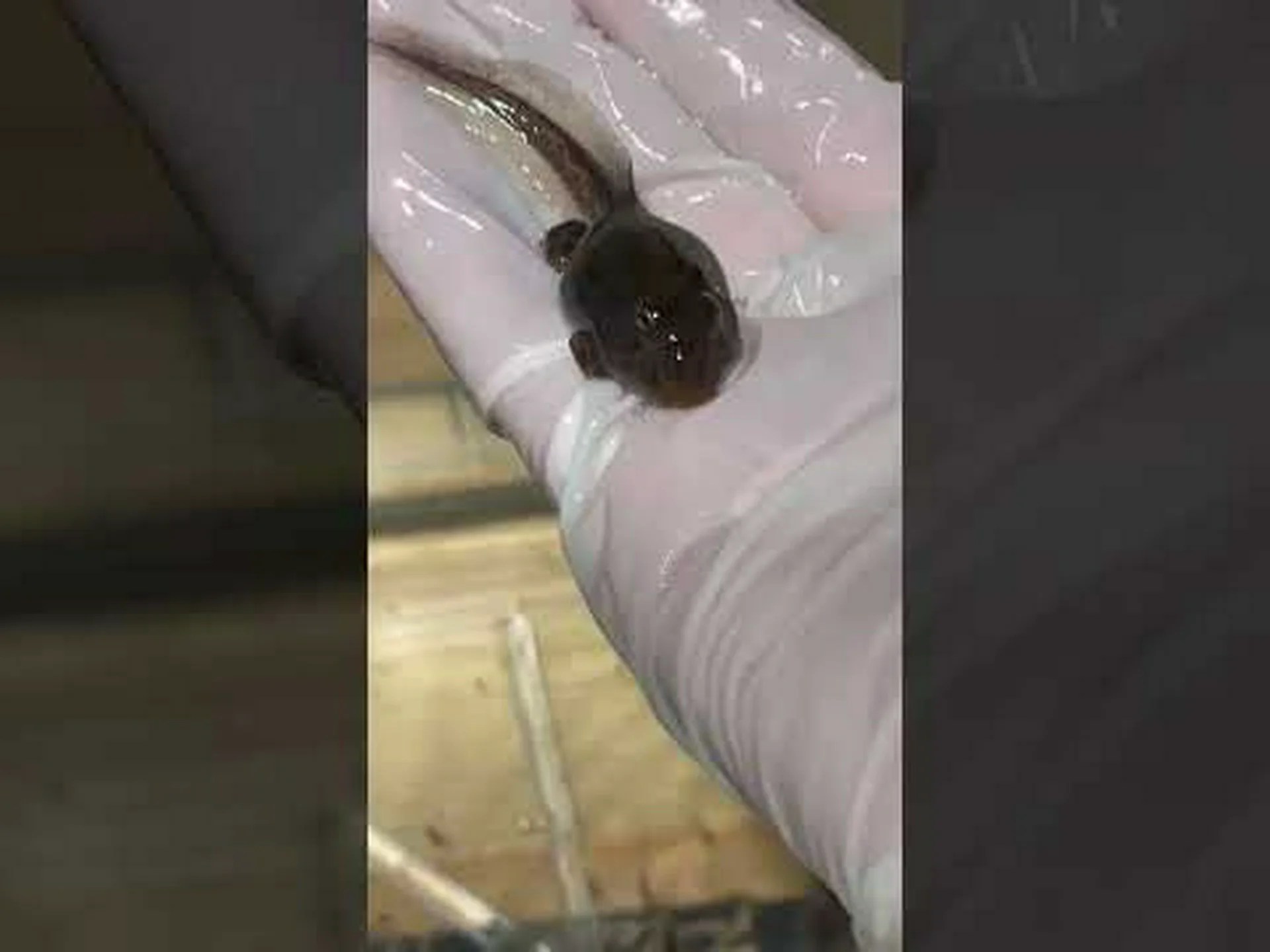 クズリのカエル クズリのカエル