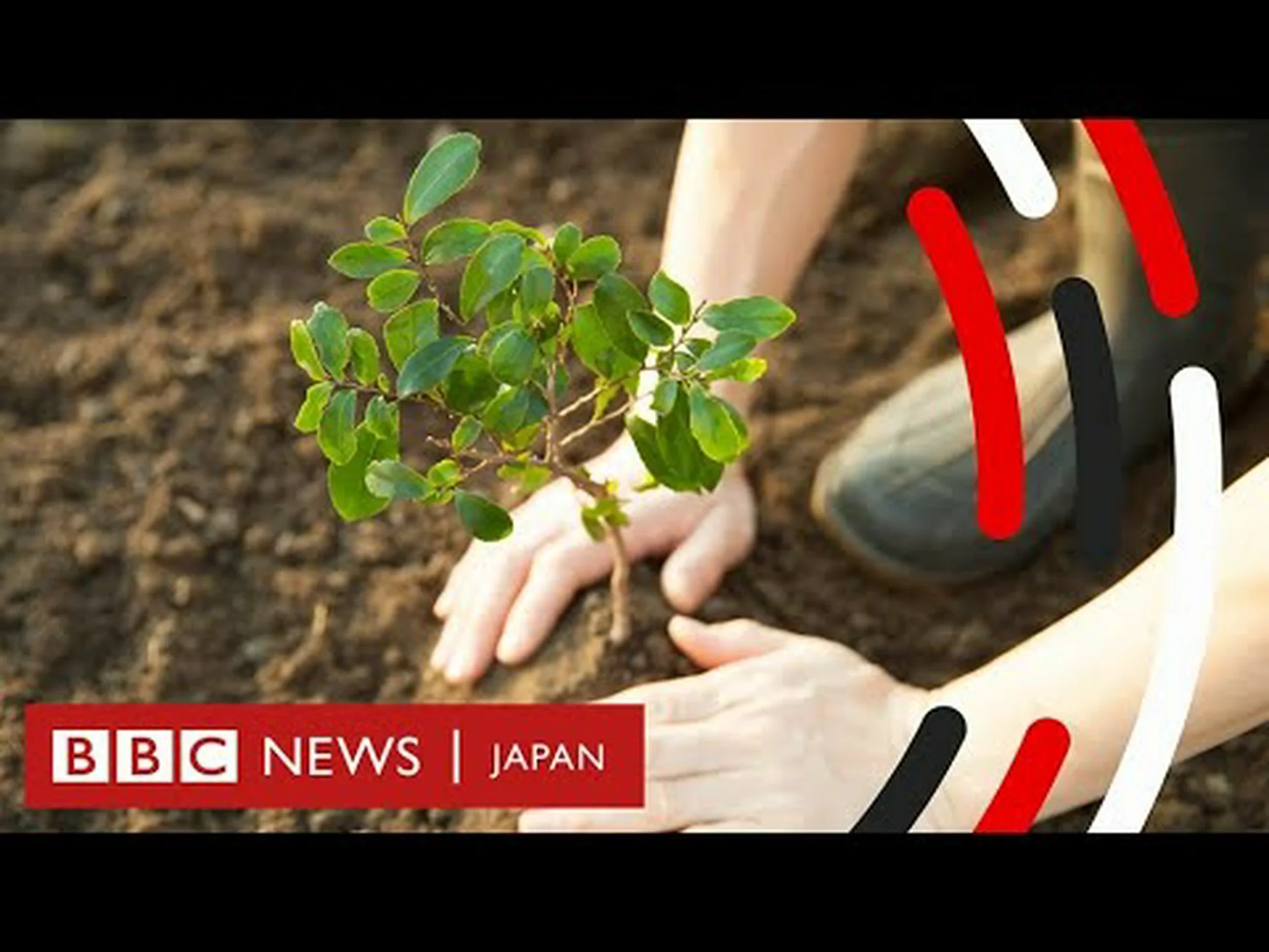 植林による気候保護は可能です 植林による気候保護は可能です