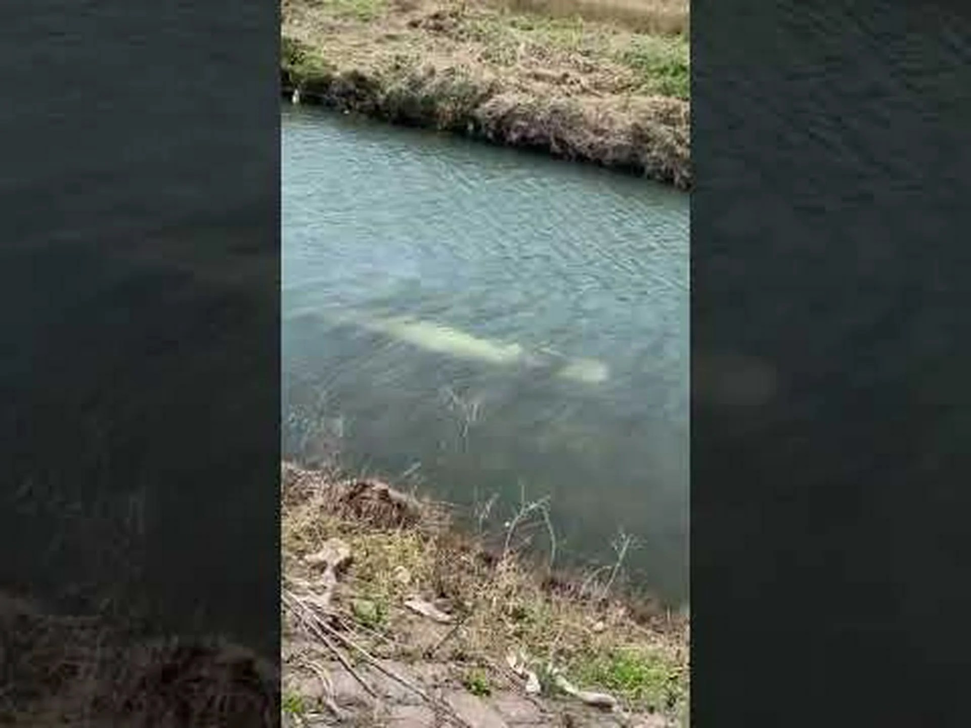 魚に発見された真の温血性 魚に発見された真の温血性