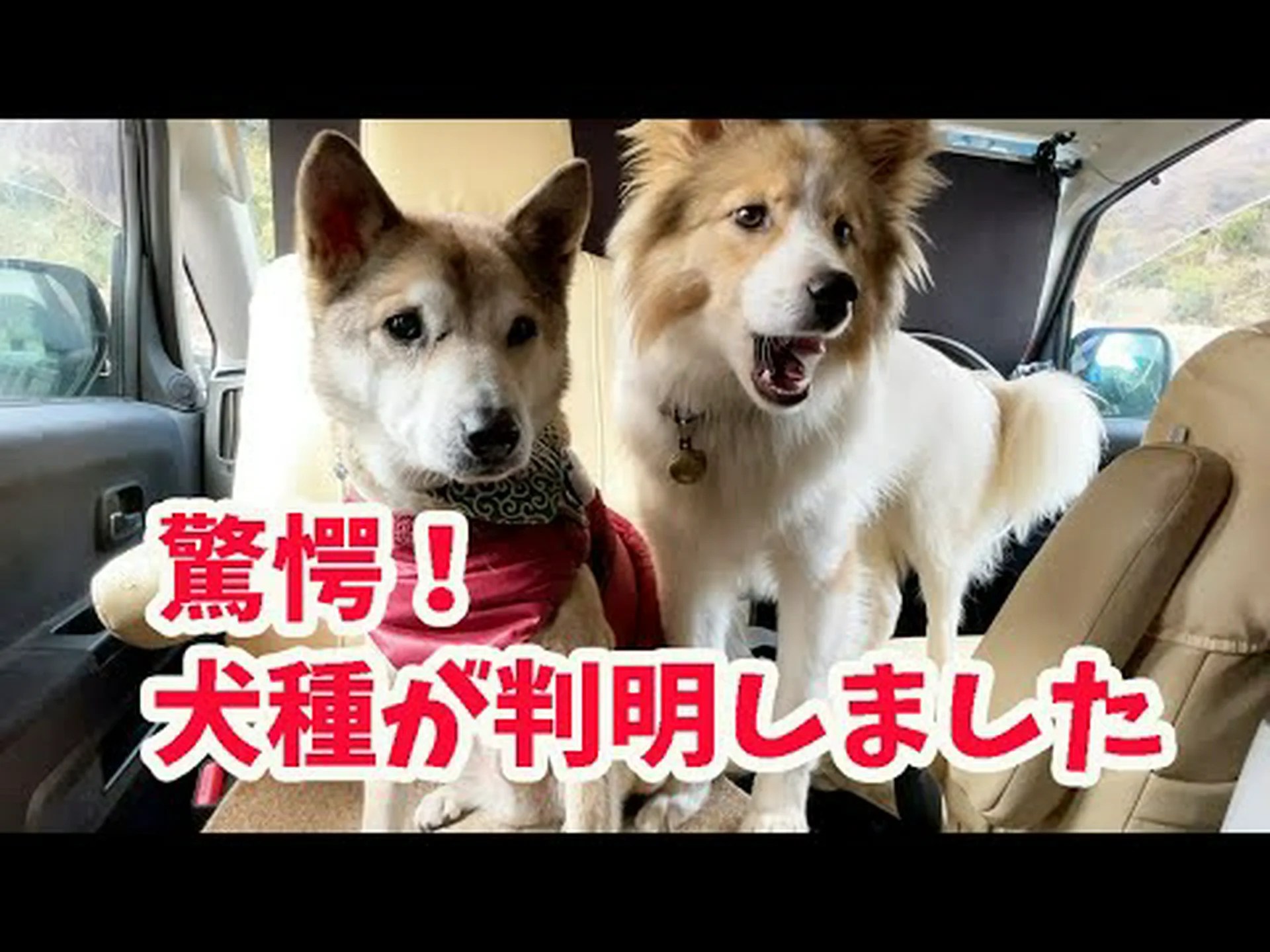 犬の遺伝子検査:雑種の中に隠れている犬種はどれ? 犬の遺伝子検査:雑種の中に隠れている犬種はどれ?