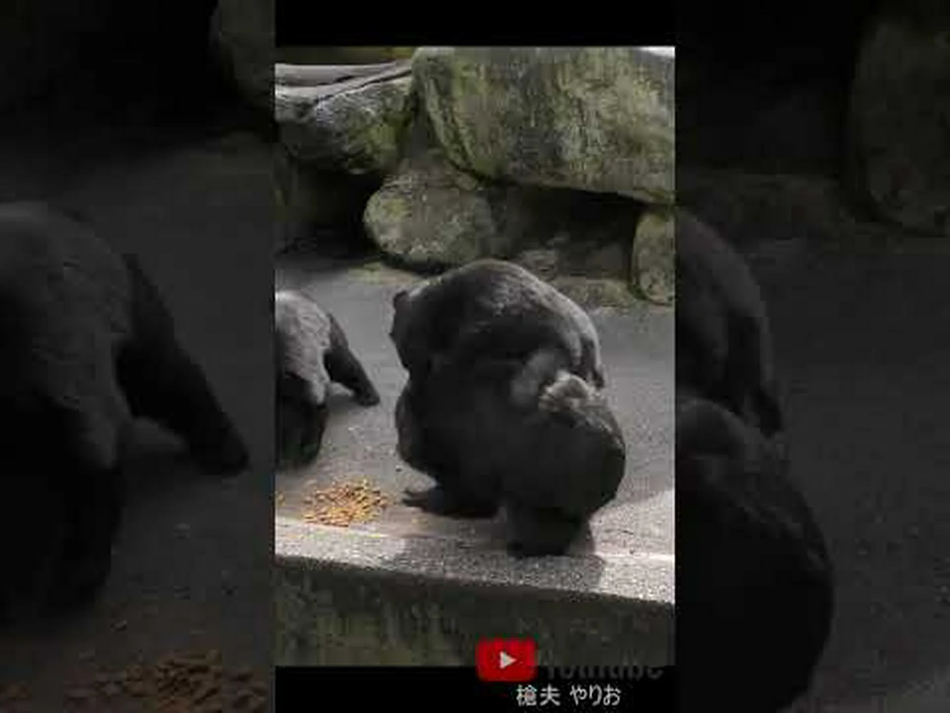 カンガルーはどうやって羊のげっぷを止めるのか カンガルーはどうやって羊のげっぷを止めるのか