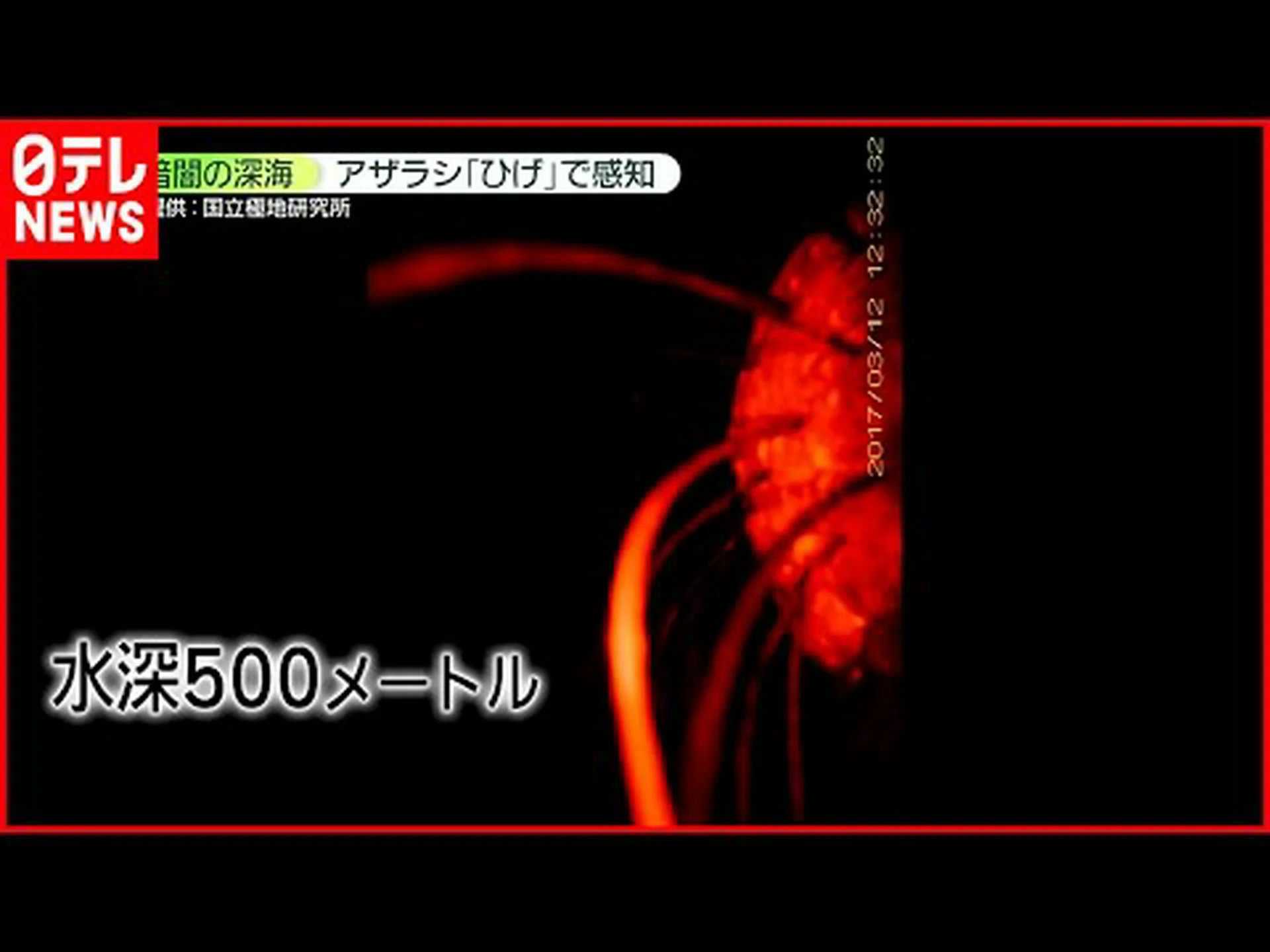 アザラシはひげを使って獲物を見つけます アザラシはひげを使って獲物を見つけます