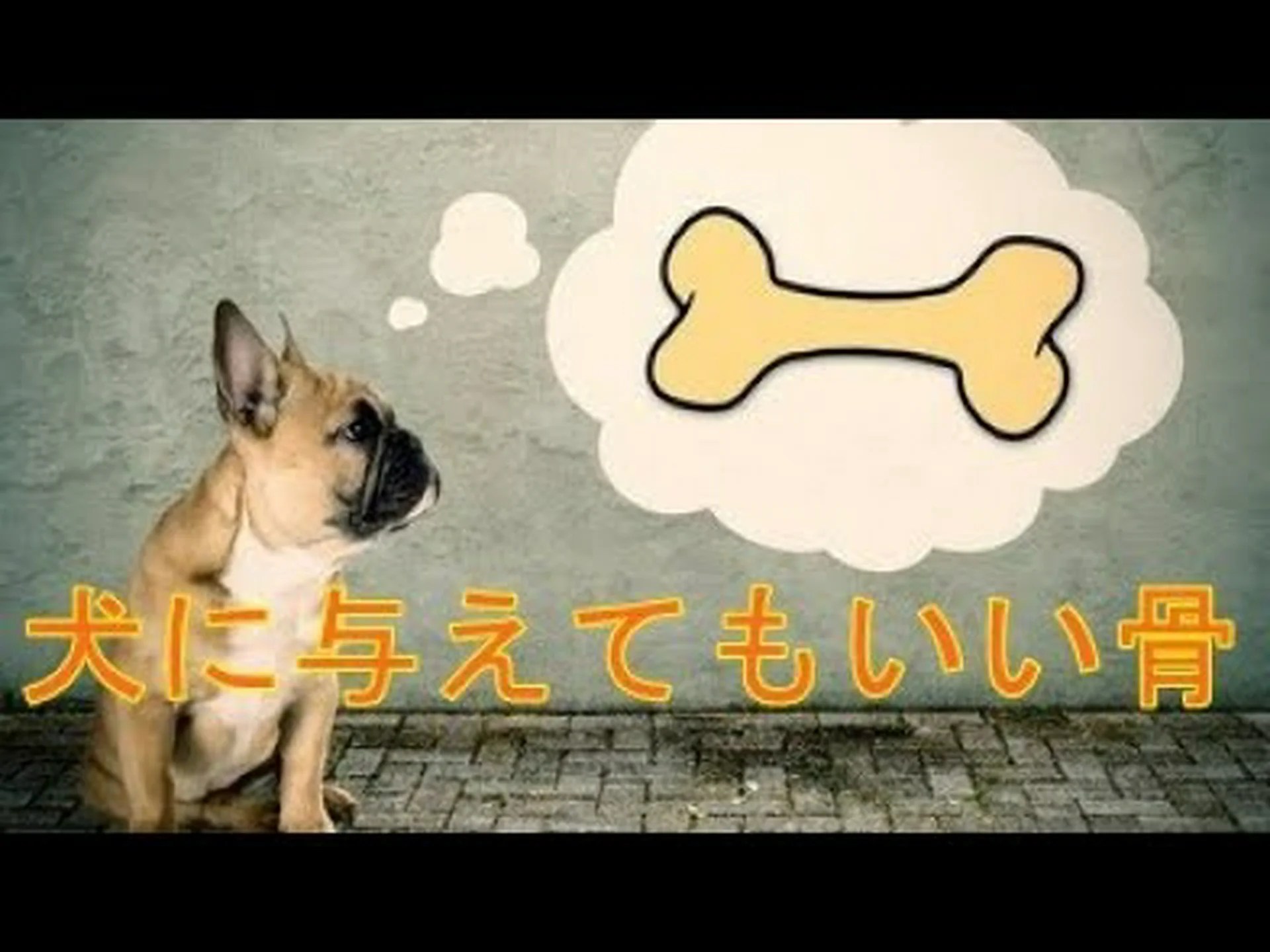 非常に特別な犬の骨 非常に特別な犬の骨