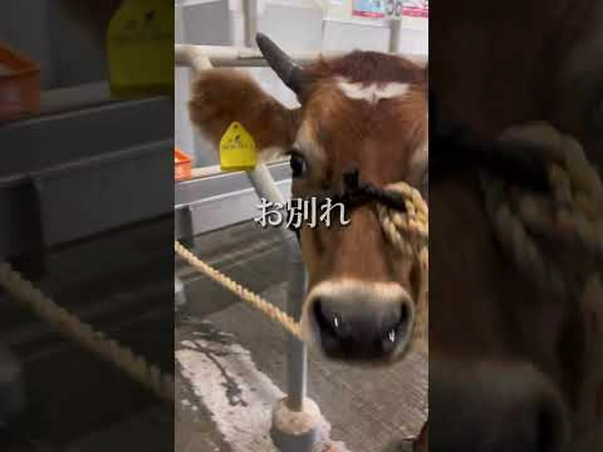 アジア最古の家畜牛 アジア最古の家畜牛