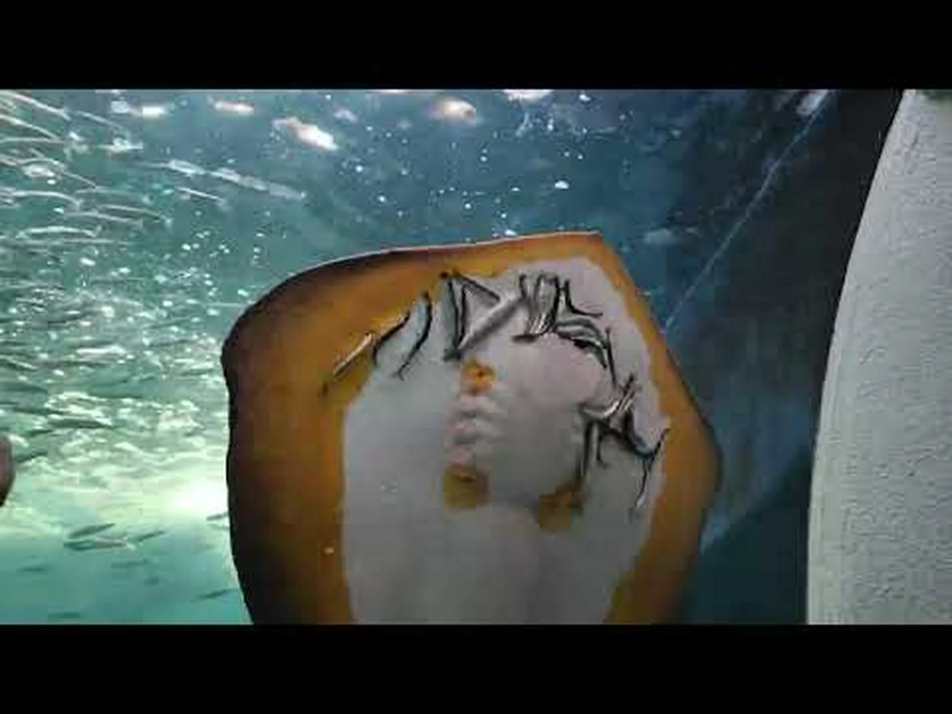 サメとエイは垂直方向をどのように利用するか サメとエイは垂直方向をどのように利用するか