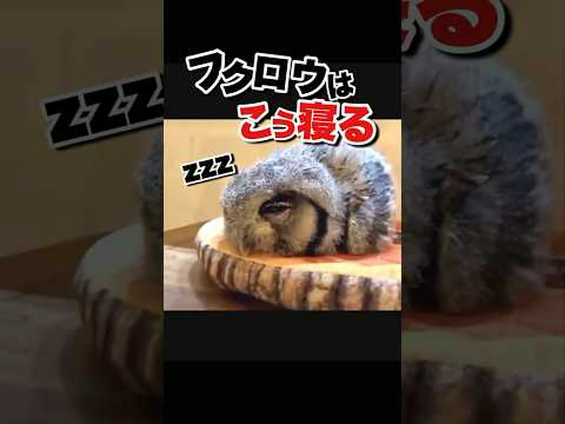 フクロウの謎が解けた フクロウの謎が解けた