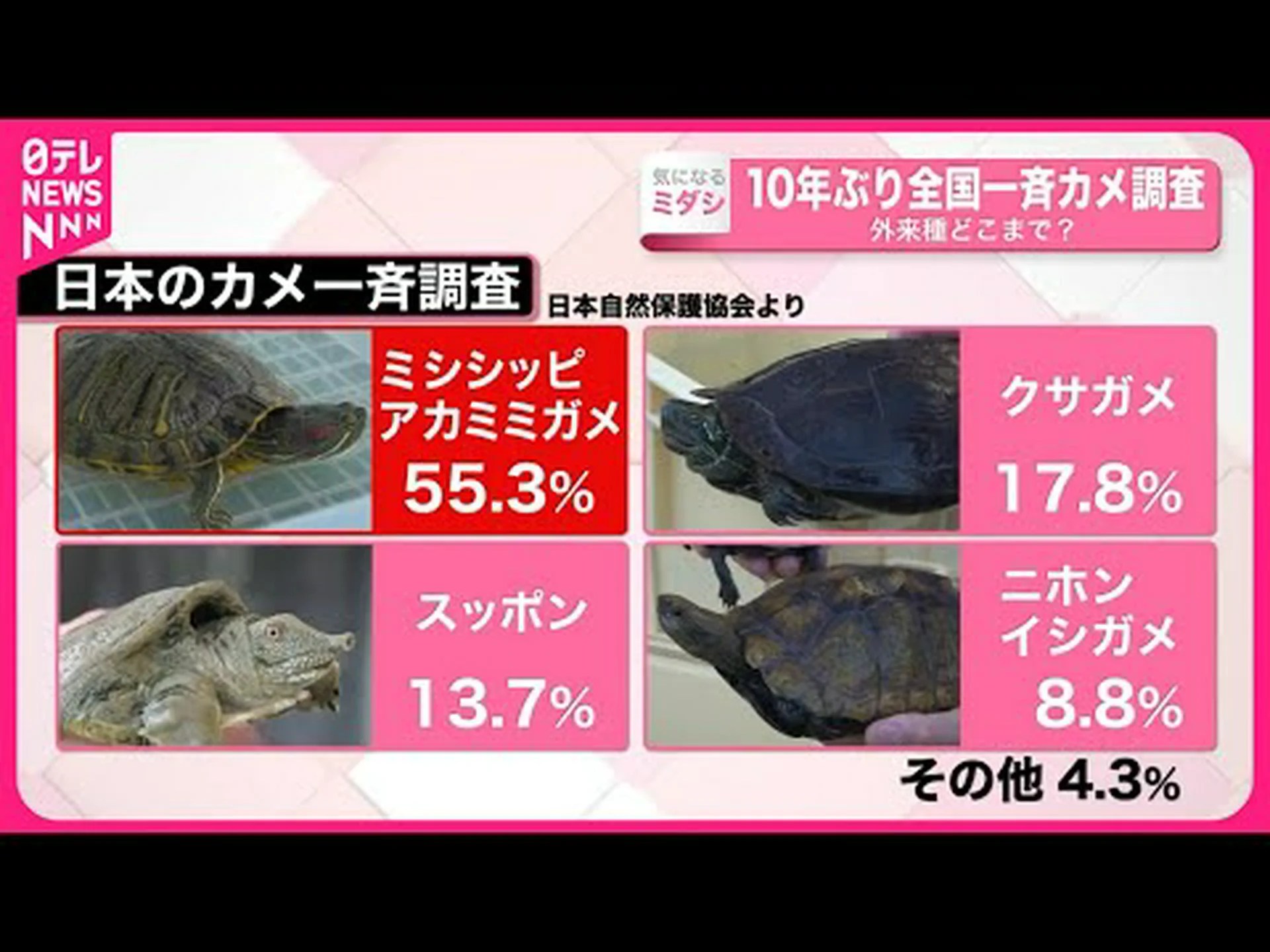 外来種の淡水ガメも私たちと一緒に 外来種の淡水ガメも私たちと一緒に