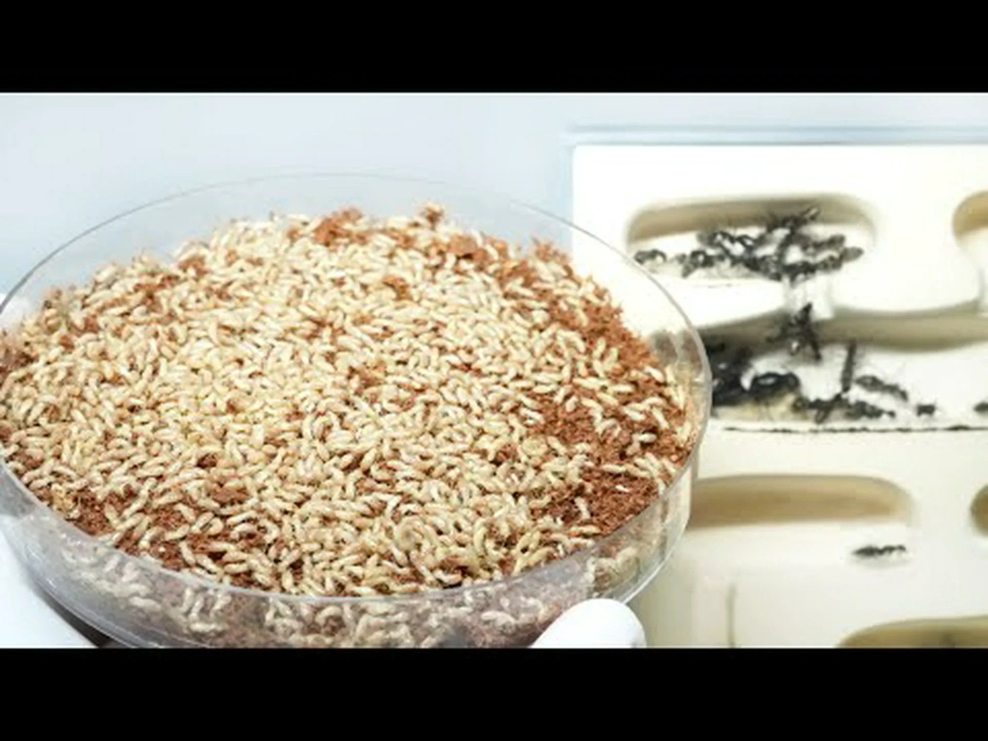 シロアリの顎がアリの歯を打ち負かす シロアリの顎がアリの歯を打ち負かす