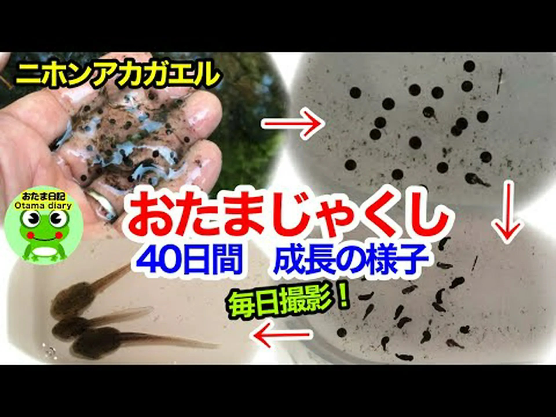 カエルになる カエルになる