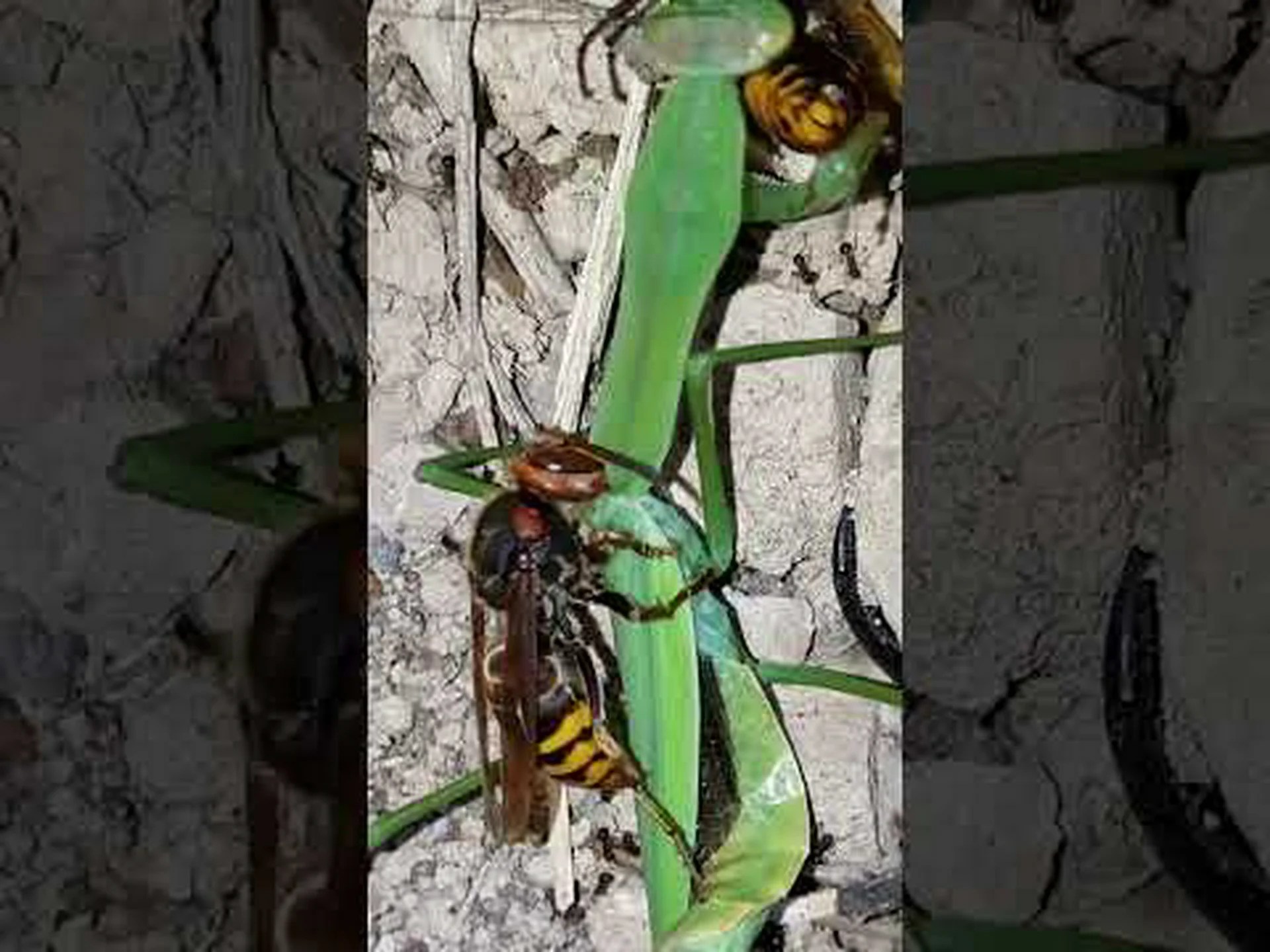 一味違うカマキリ 一味違うカマキリ