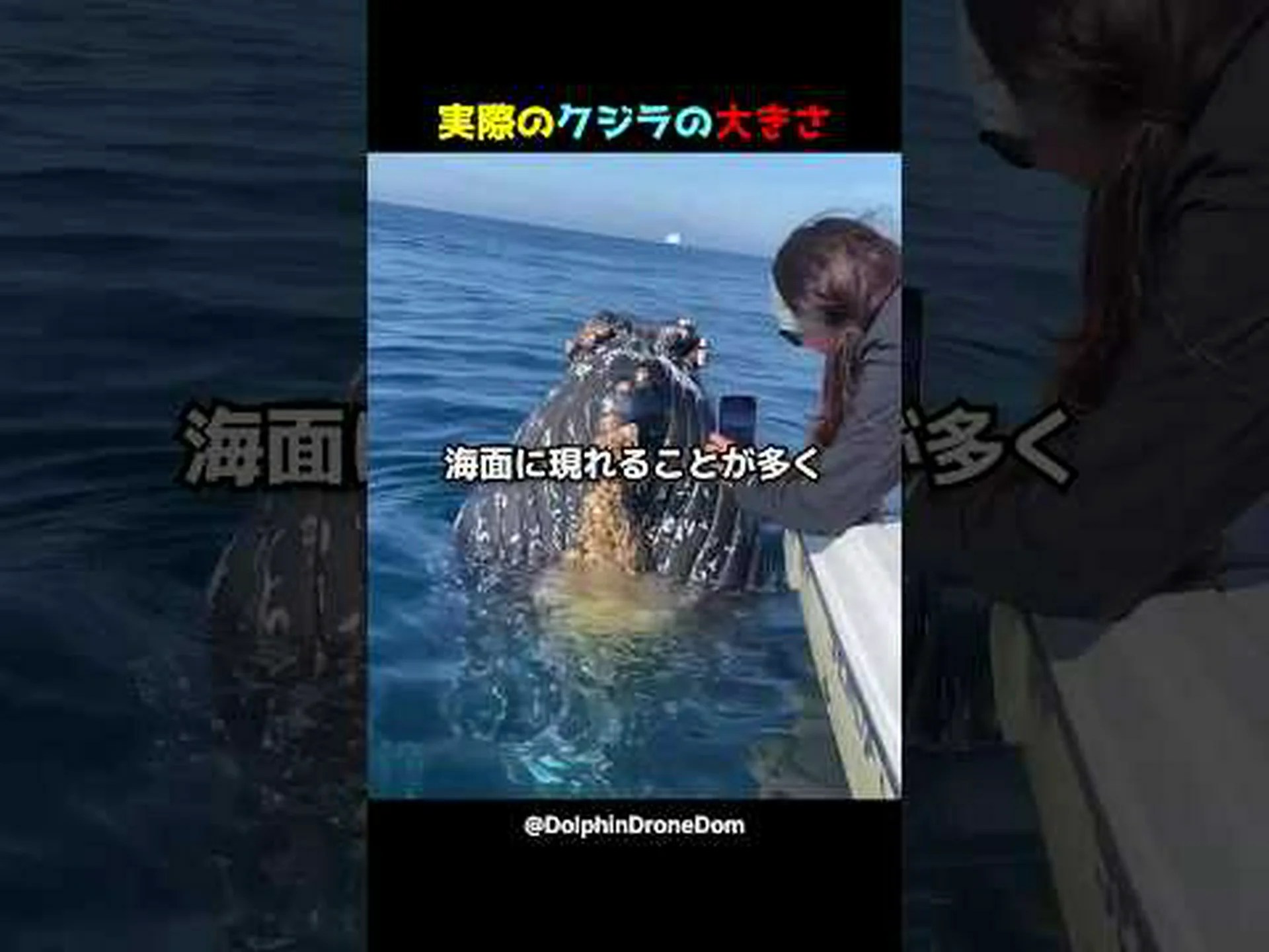 ザトウクジラは部族に住んでいます ザトウクジラは部族に住んでいます