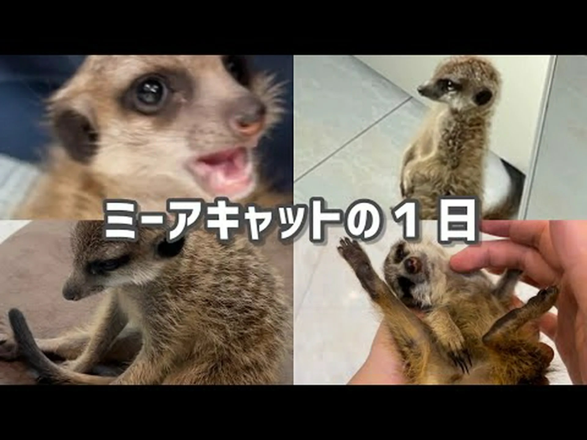 一方がもう一方を洗う:ミーアキャットは日和見主義者である 一方がもう一方を洗う:ミーアキャットは日和見主義者である