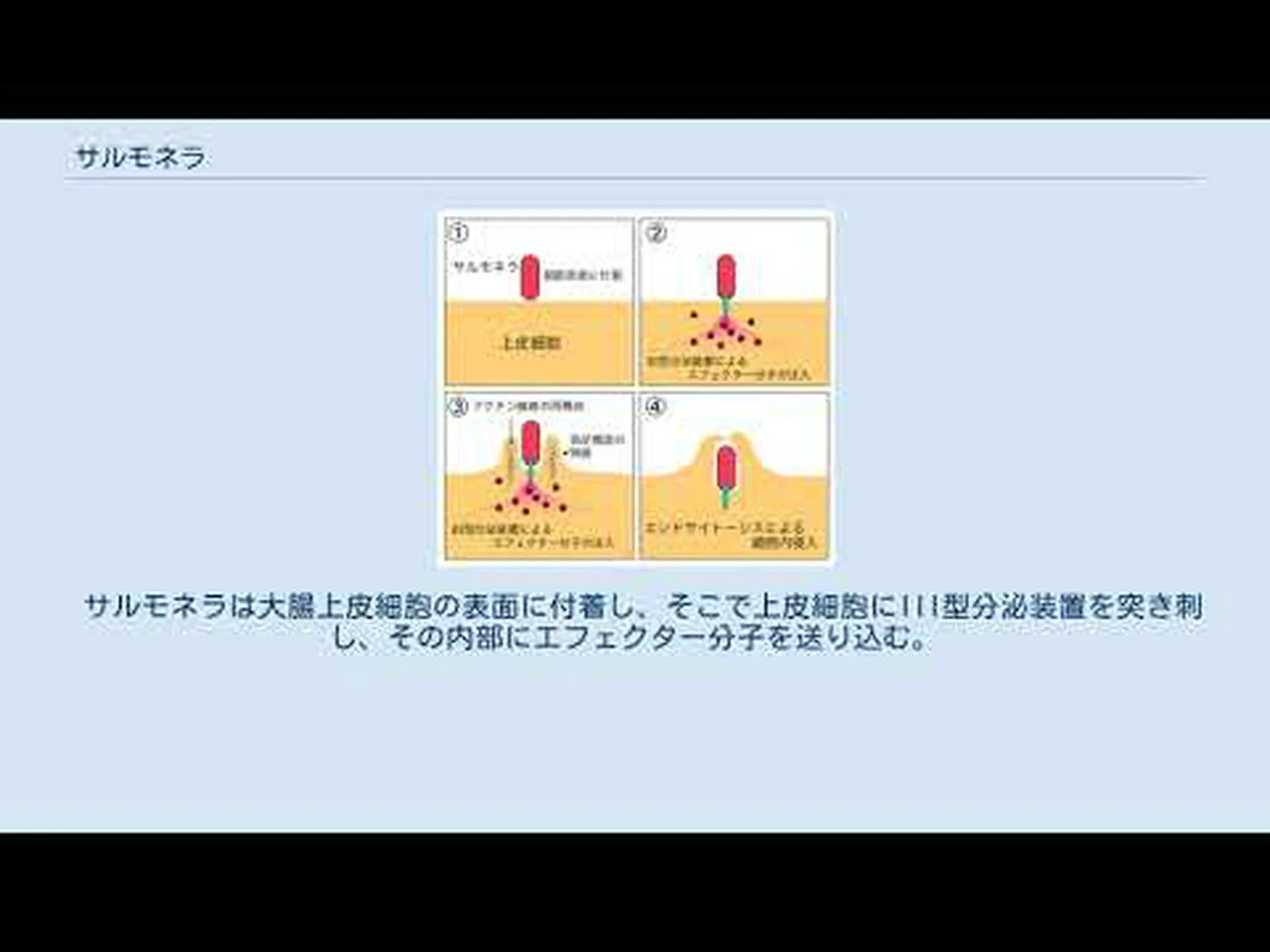 遺伝子は腸壁へのサルモネラ菌の付着を制御する 遺伝子は腸壁へのサルモネラ菌の付着を制御する