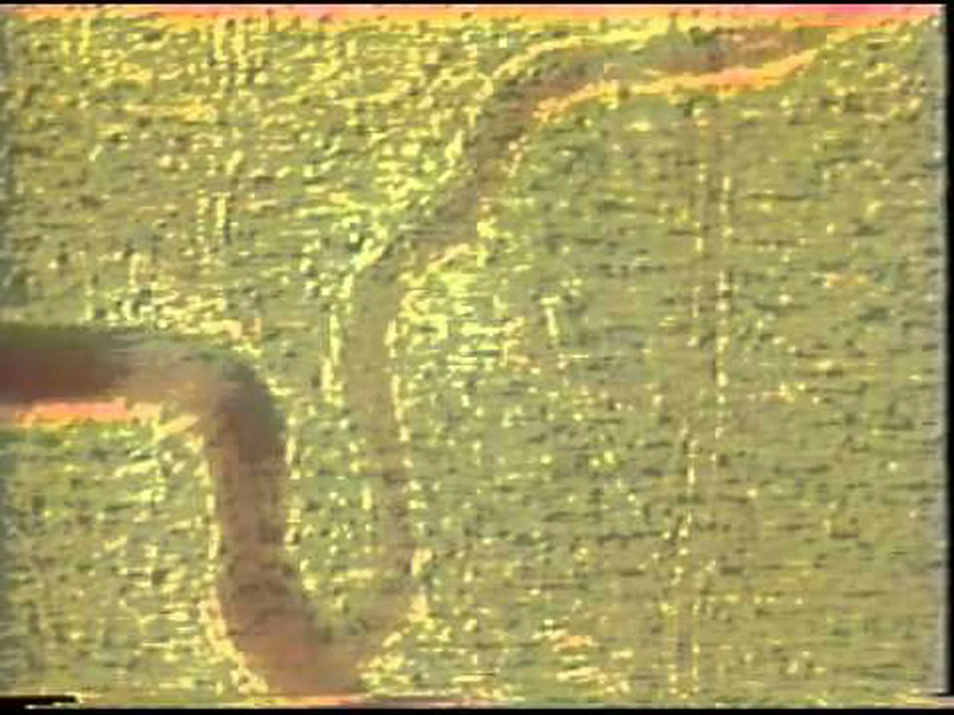 ニコチンは新しい血管を成長させます ニコチンは新しい血管を成長させます