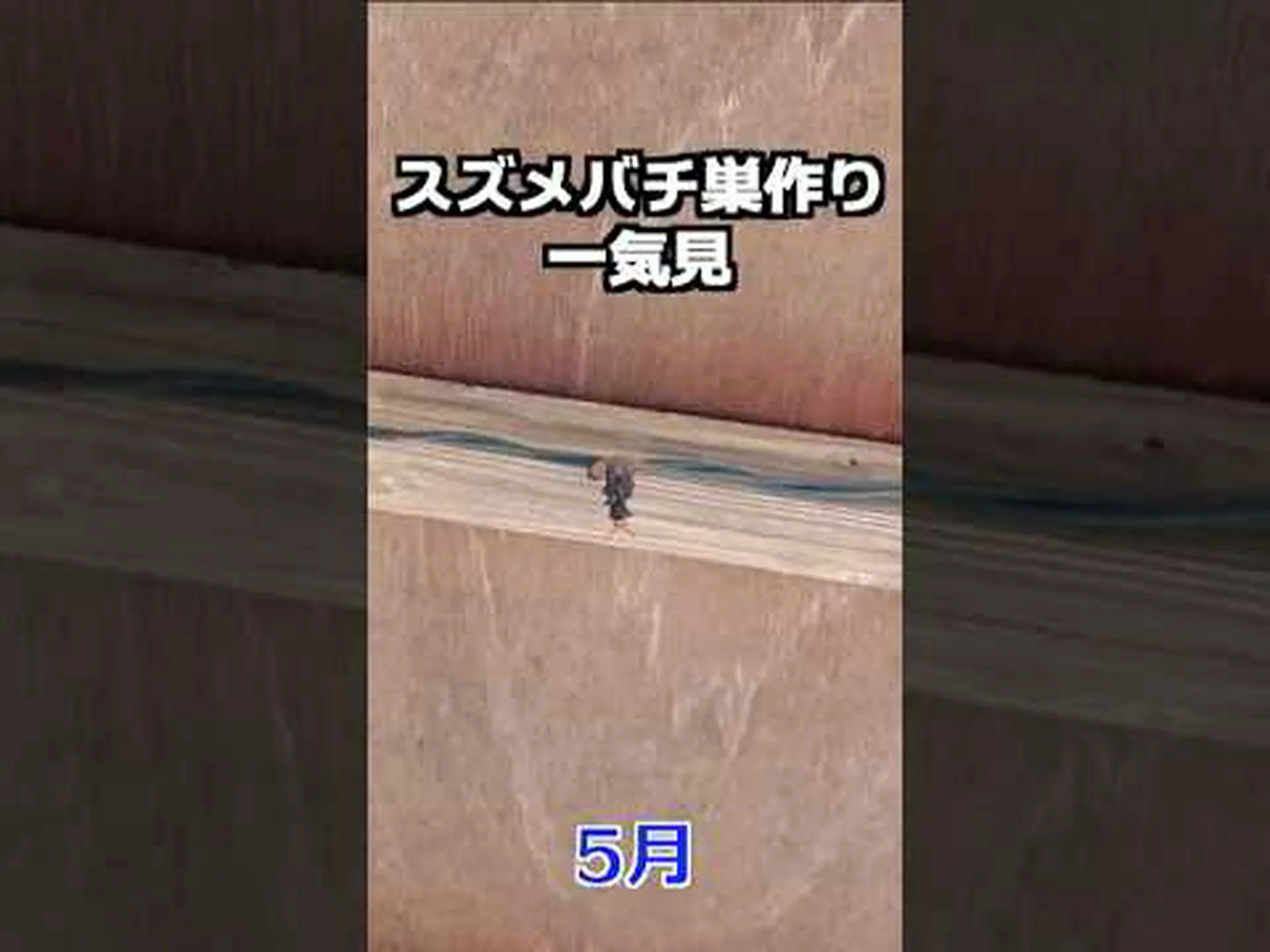 砂と絹でできた巣 砂と絹でできた巣