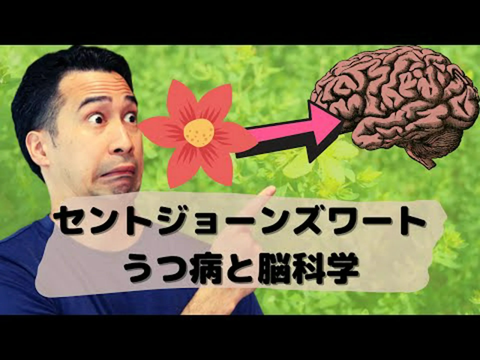 研究:セントジョーンズワートはうつ病に効果がない 研究:セントジョーンズワートはうつ病に効果がない