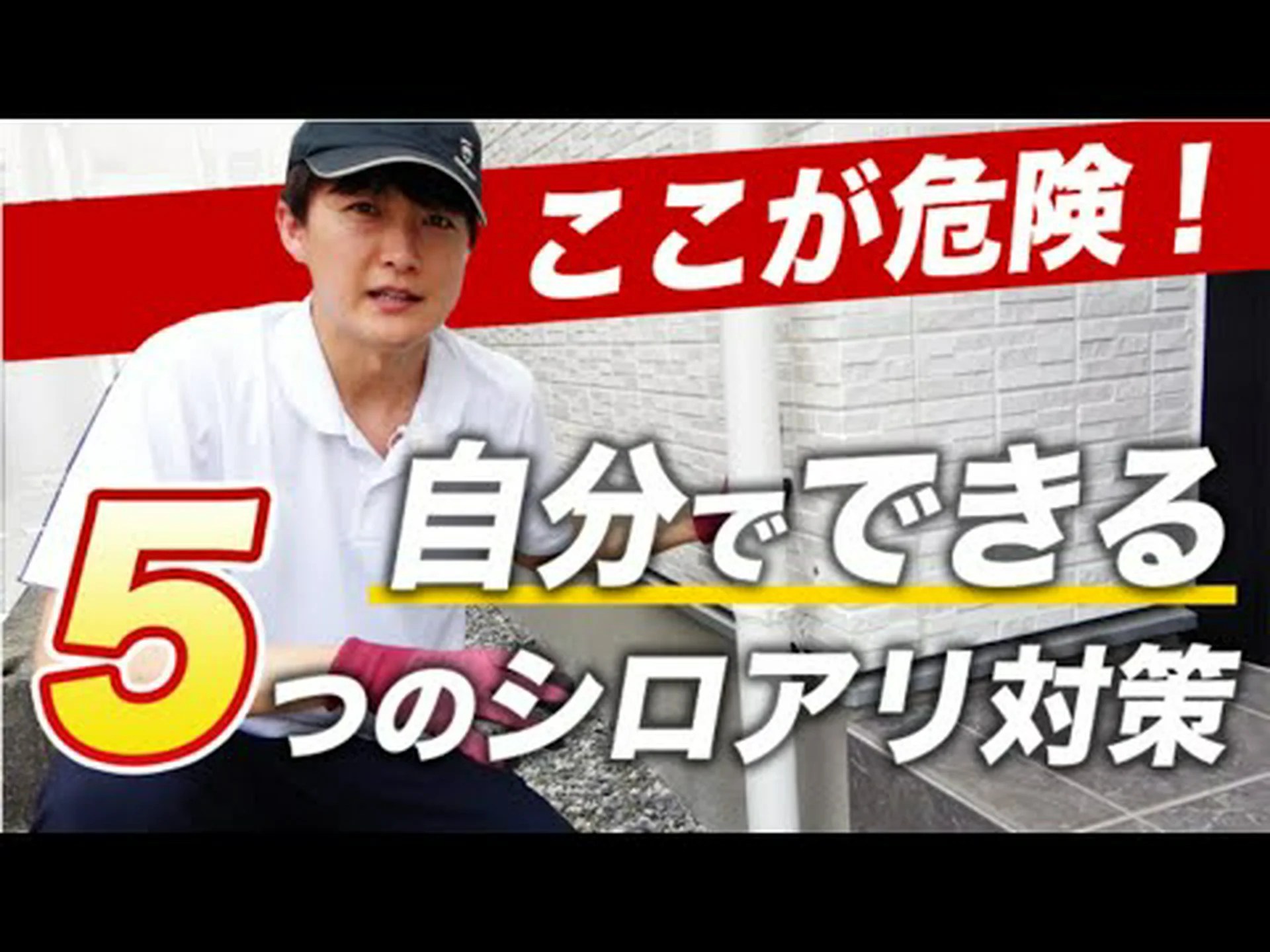 シロアリの新たな親戚 シロアリの新たな親戚