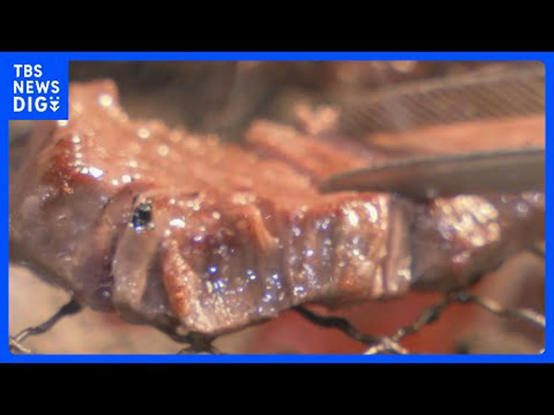 食肉生産における窒素排出量の決定 食肉生産における窒素排出量の決定