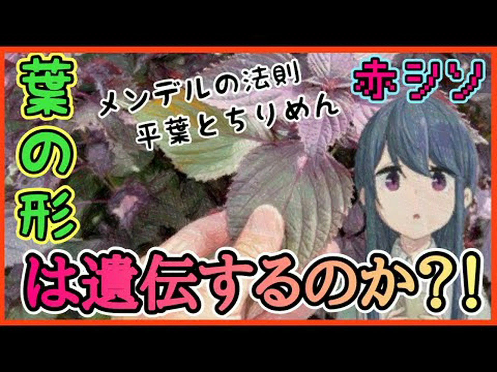 植物: 葉緑体はどのように遺伝するのか 植物: 葉緑体はどのように遺伝するのか