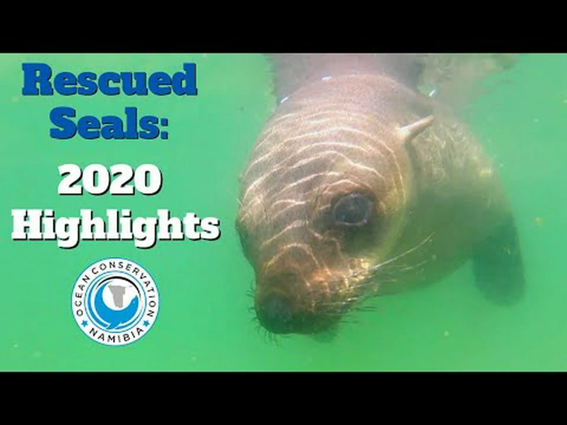 ハイイロアザラシの音響漁業移動 ハイイロアザラシの音響漁業移動