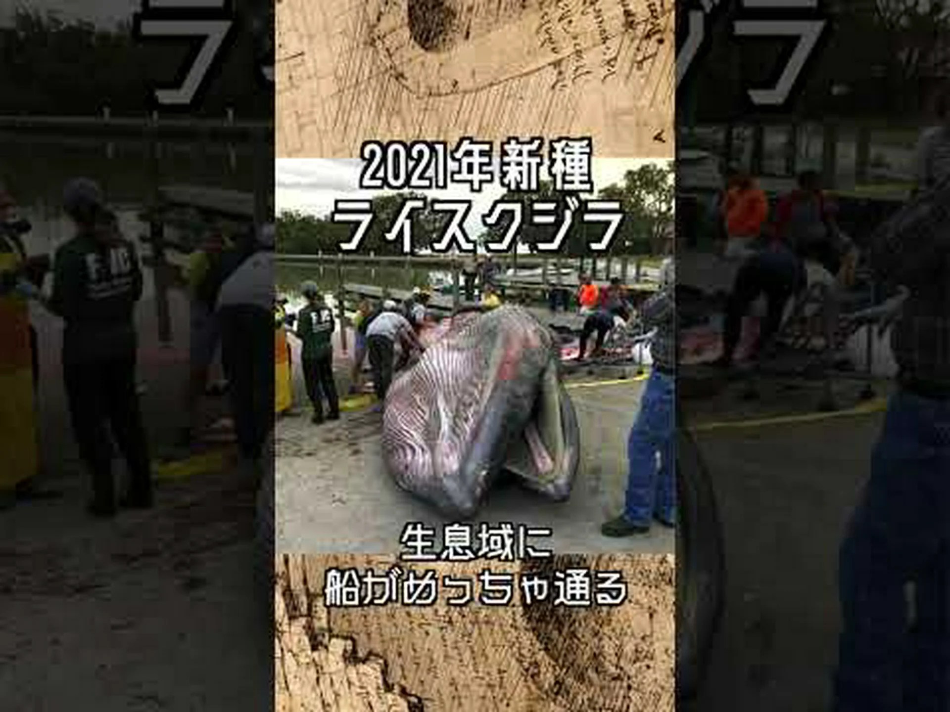 絶滅の危機に瀕している世界最小のクジラ 絶滅の危機に瀕している世界最小のクジラ