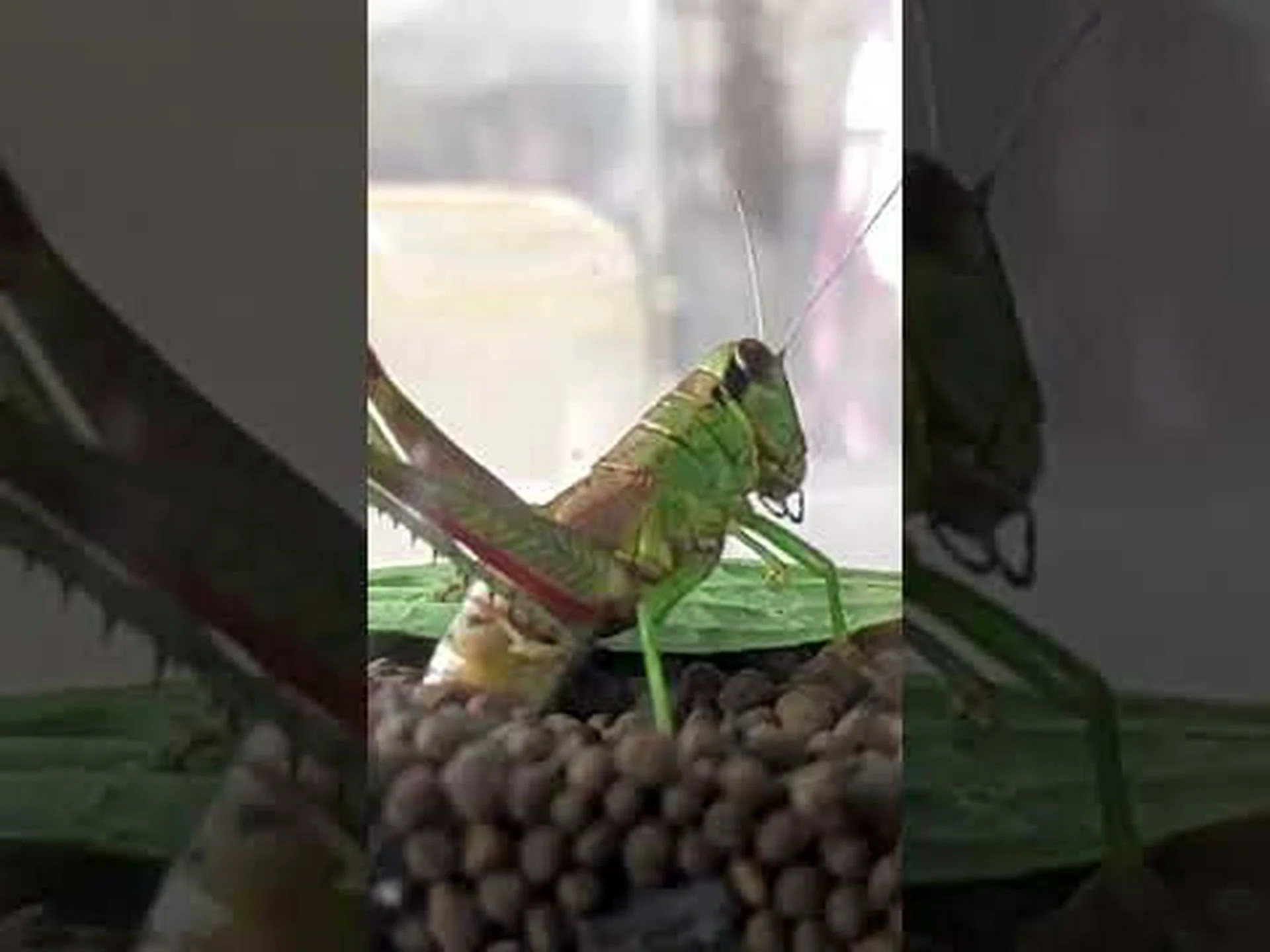 後ろ足を撫でるとバッタが共同動物に変わる 後ろ足を撫でるとバッタが共同動物に変わる