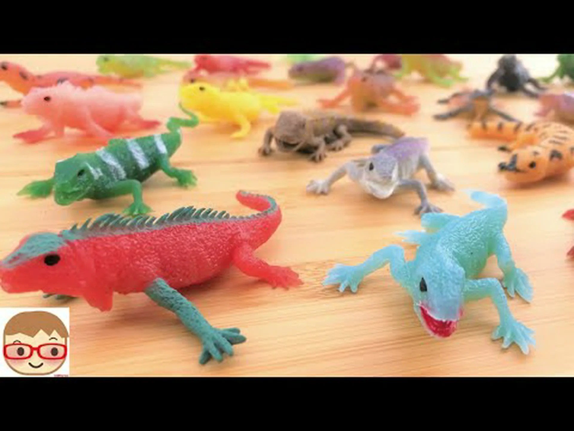 サメの尾を持つトカゲ サメの尾を持つトカゲ