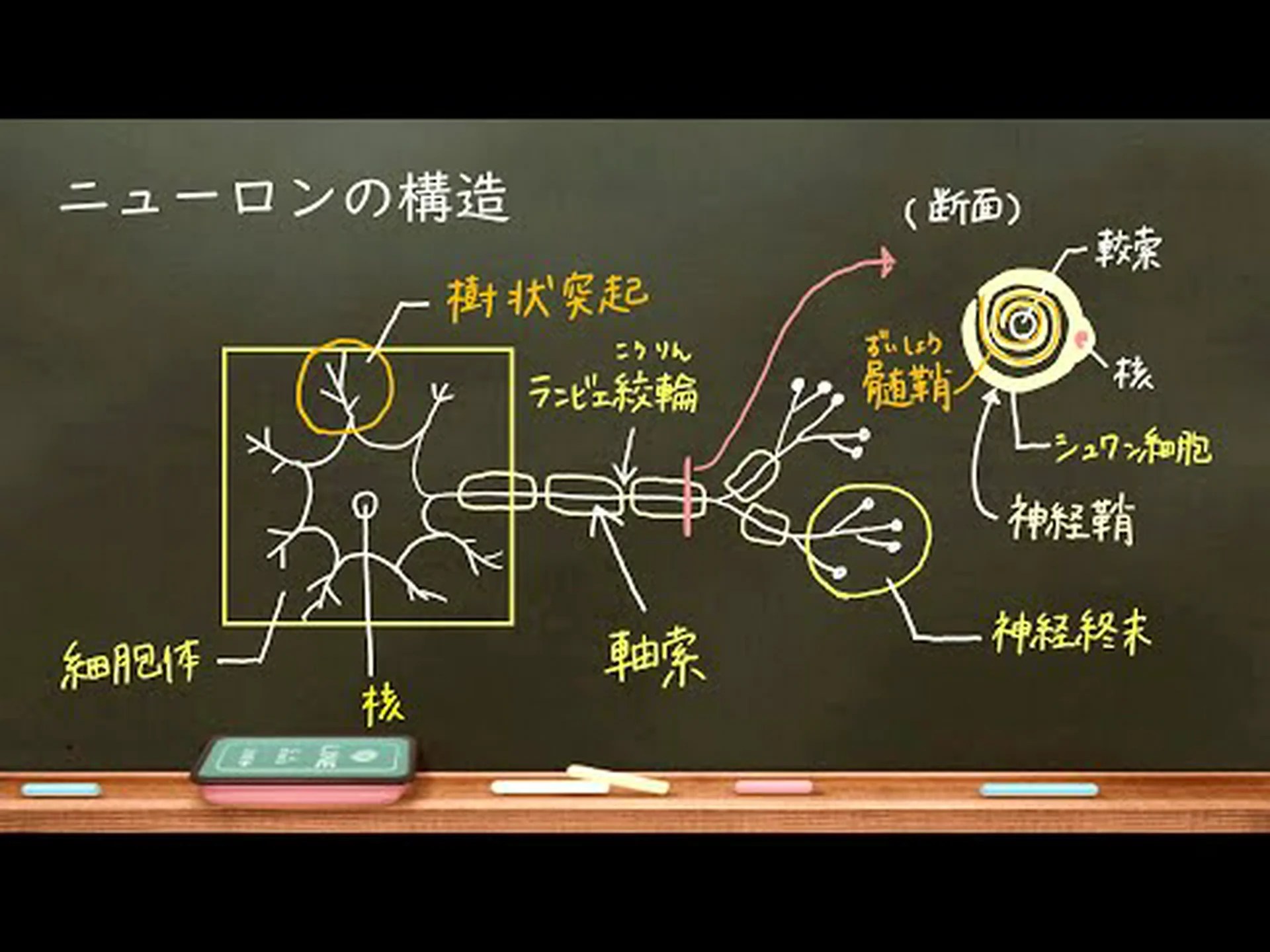 神経細胞にとって第二の春 神経細胞にとって第二の春