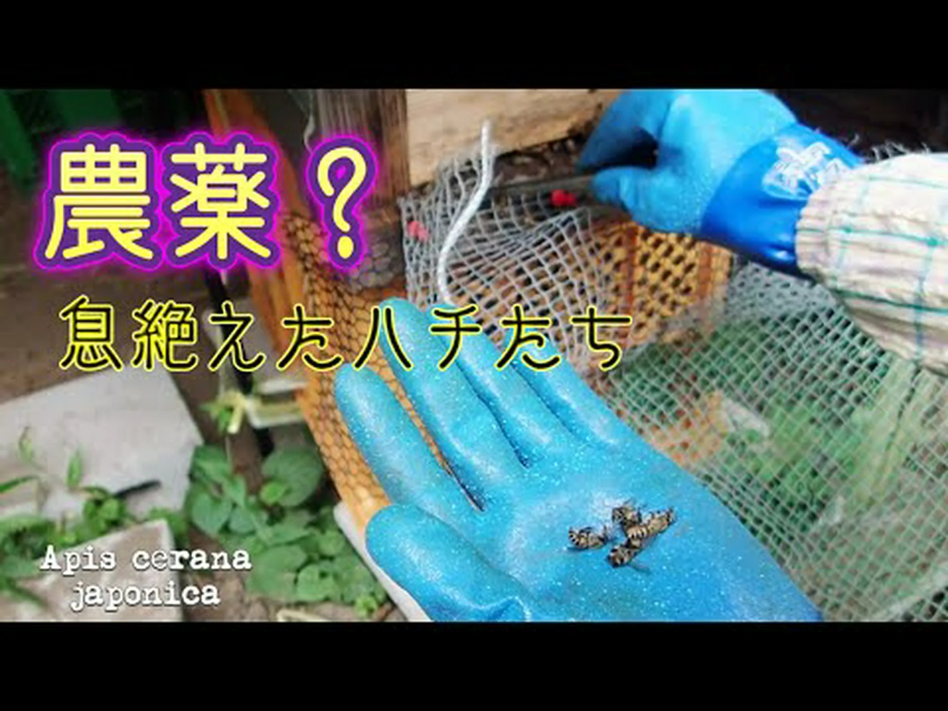 近年、農薬が原因でミツバチが死んだことがありますか? 近年、農薬が原因でミツバチが死んだことがありますか?