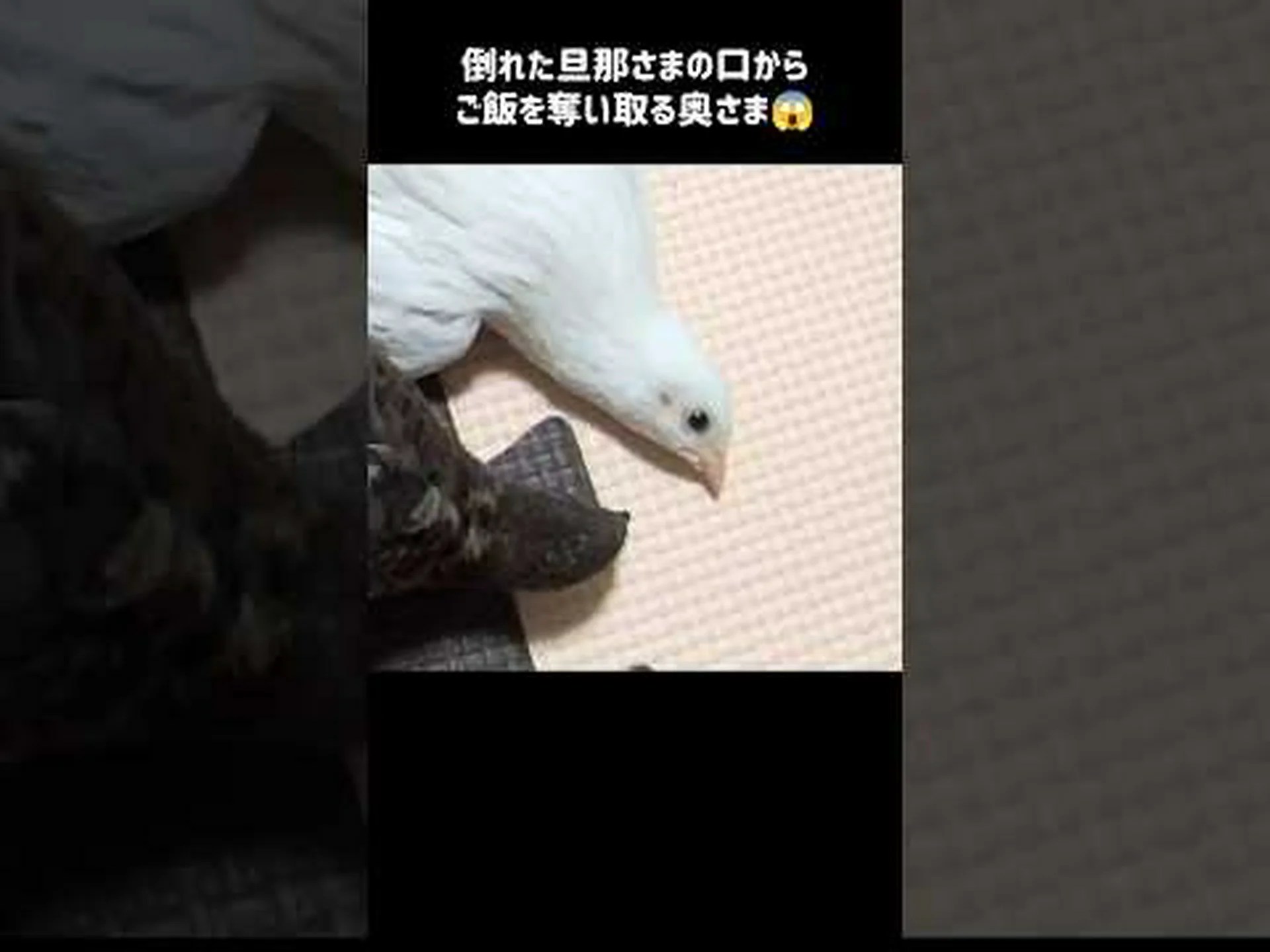 好奇心: ウズラについて知る 好奇心: ウズラについて知る