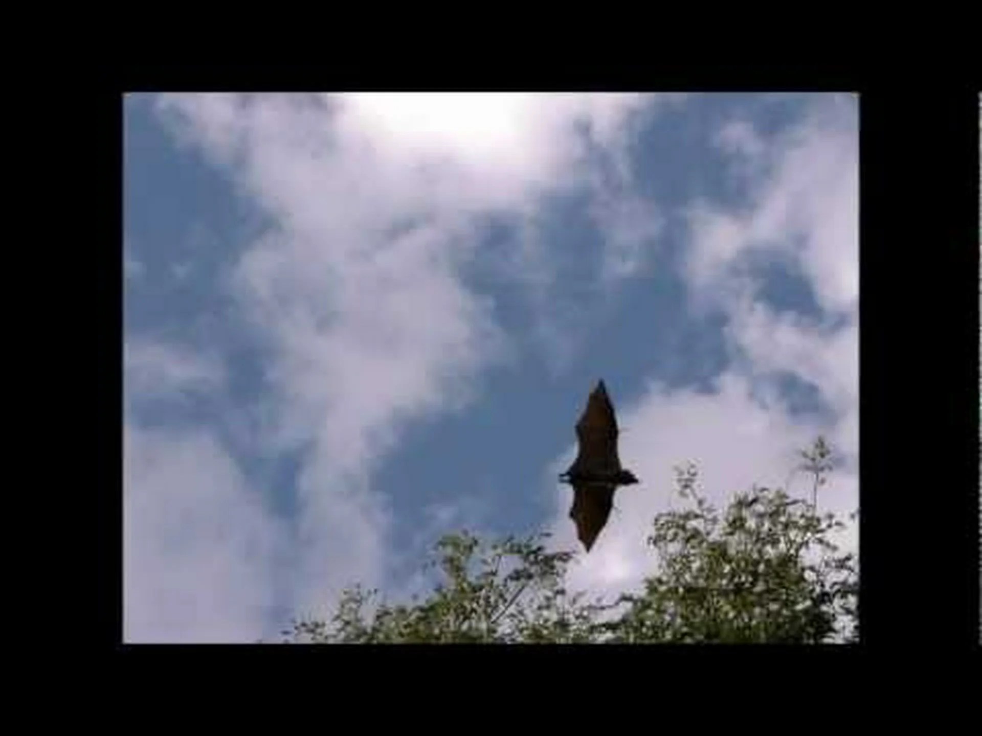 キツネザル、マングース、オオコウモリはどのようにしてマダガスカルに到達したのか キツネザル、マングース、オオコウモリはどのようにしてマダガスカルに到達したのか