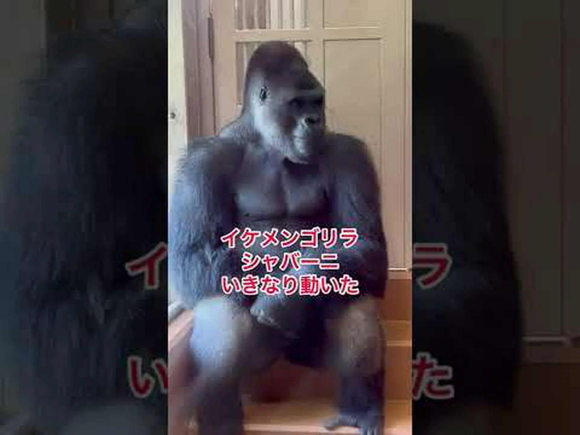 チョコレートバーがオランウータンを殺す仕組み チョコレートバーがオランウータンを殺す仕組み