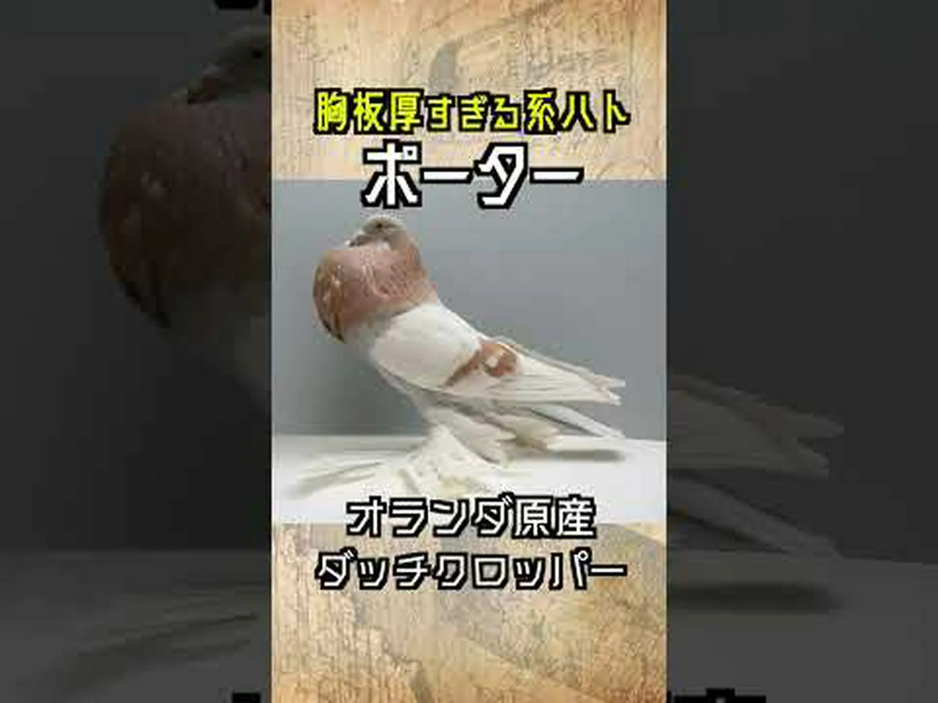 ハトはいつも道路に沿って飛んでいます ハトはいつも道路に沿って飛んでいます