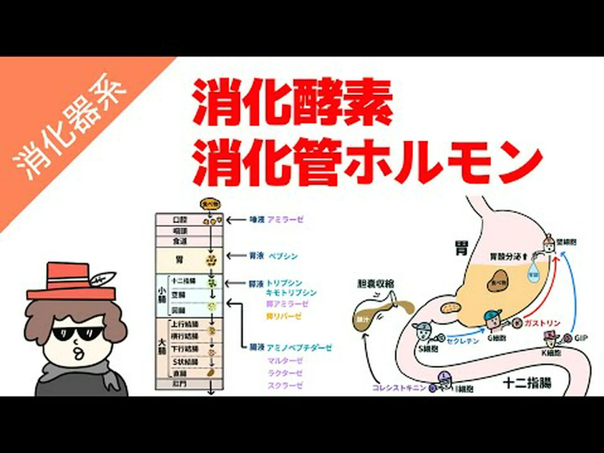 消化管のうなじ 消化管のうなじ